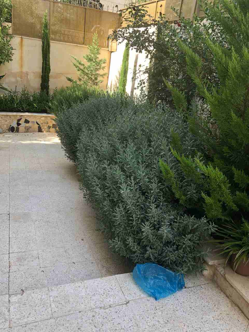 تقطيع حطب النار والاشجار
لا تنسَ أنك شاهدت هذا الإعلان في عنكبوت
الاستعداد التام لتقطيع حطب النار...