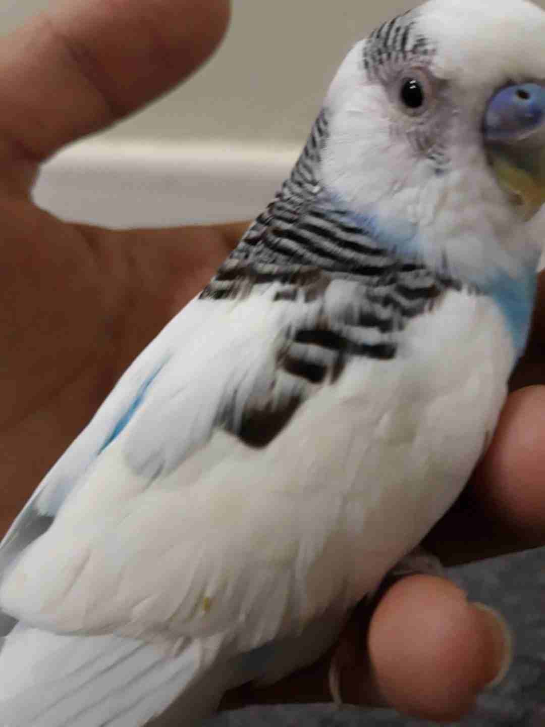 ببغاء للبيع ب الاغراض                                            


	 				لا تنسَ أنك شاهدت هذا الإعلان في عنكبوت            
	 				
                            ببغاء النوع بادجي ذكر عمره تقريبا ف...