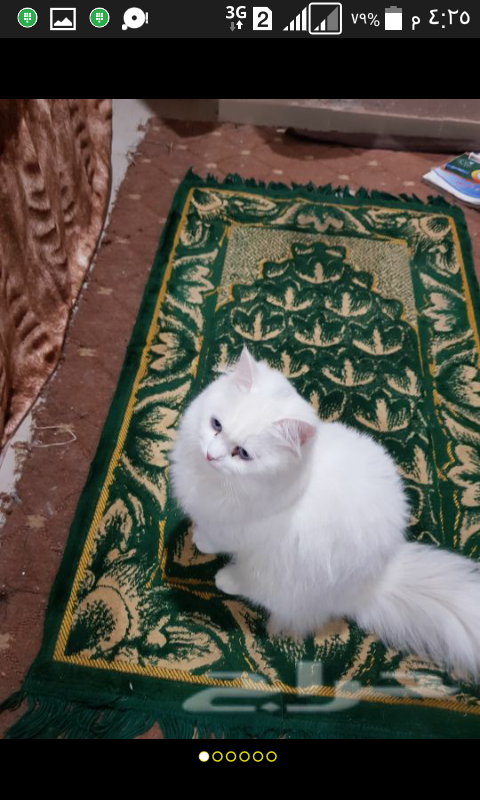 بسرعة لايفوتك الزين قطه انثى شيرازية بيور وبنتها عيونهاسماوي والام خظرا حجم كبير
لا تنسَ أنك شاهدت هذا الإعلان في عنكبوت...
