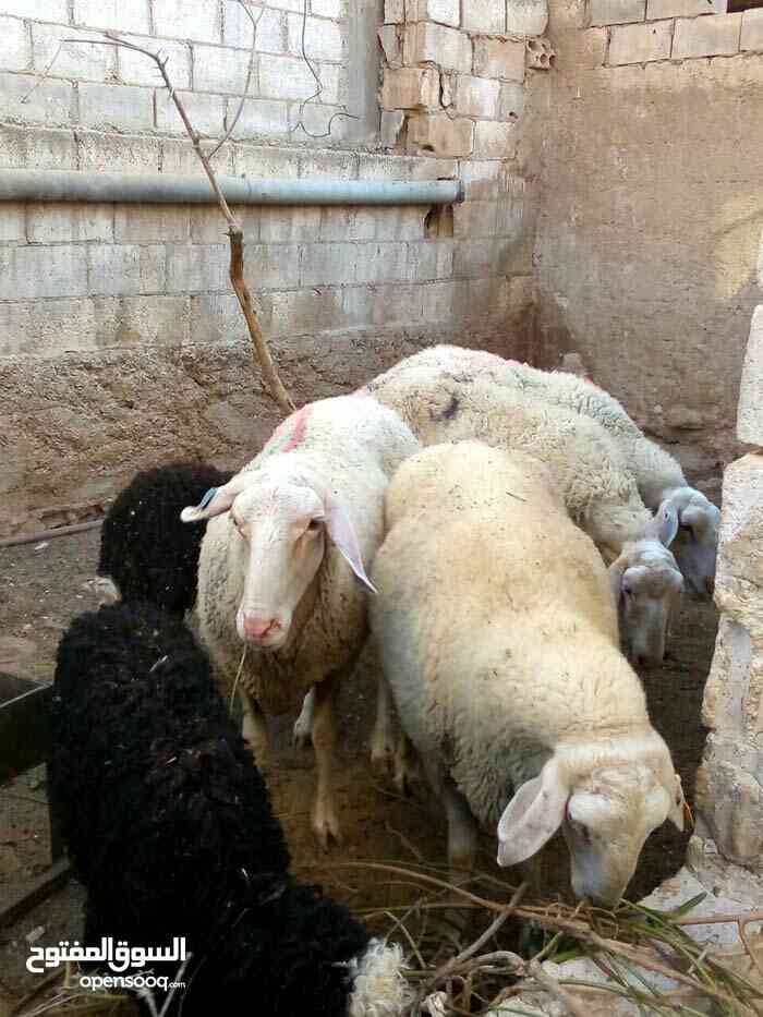 خروف عساف اسرايلي.مخلاع                                            


	 				لا تنسَ أنك شاهدت هذا الإعلان في عنكبوت            
	 				
                                خروف اسرايلي عمر سنه كفاله با...