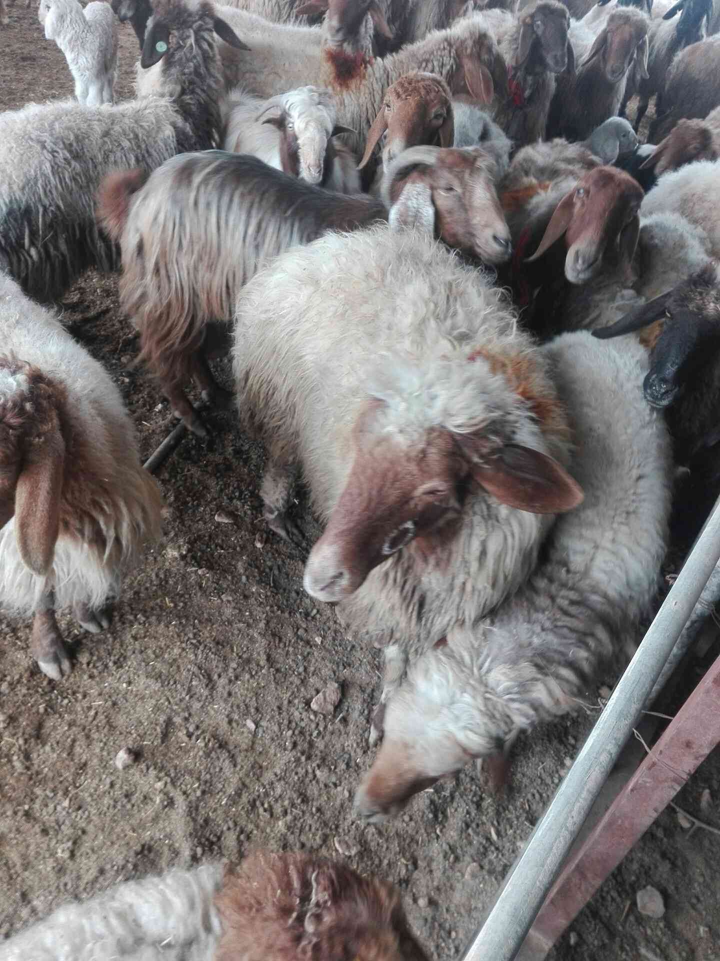 غنم معاشير سن صغير غنم مقنوي للبيع رقم0795154229
لا تنسَ أنك شاهدت هذا الإعلان في عنكبوت
غنم...