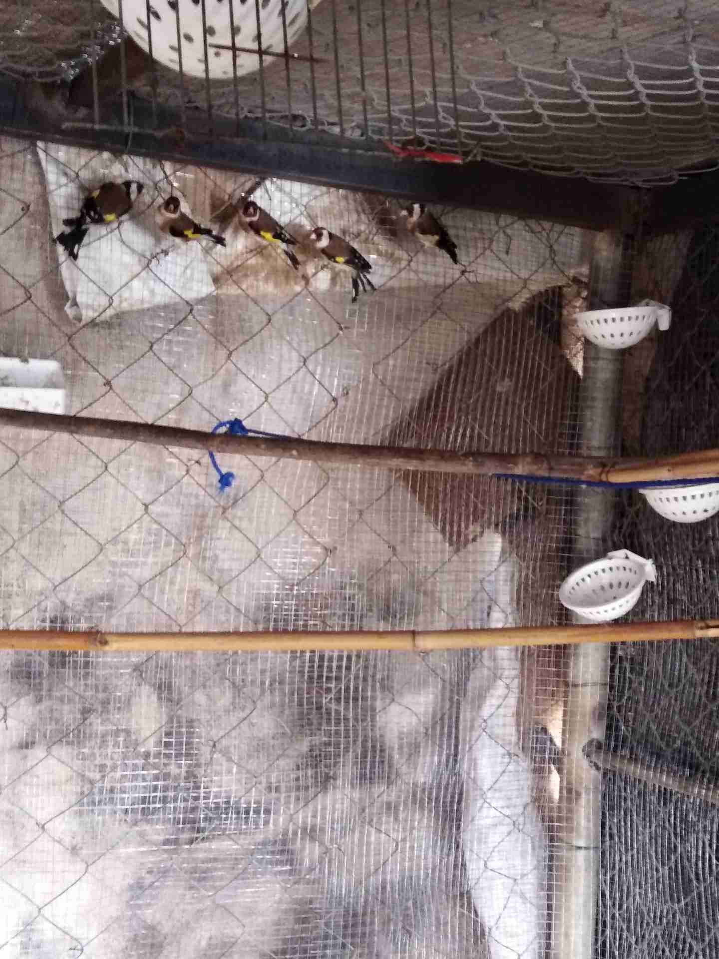 حساسين للبيع                                            


	 				لا تنسَ أنك شاهدت هذا الإعلان في عنكبوت            
	 				
                            3جواز حساسين ترابي للبيع بسعر مغري 100دينار...