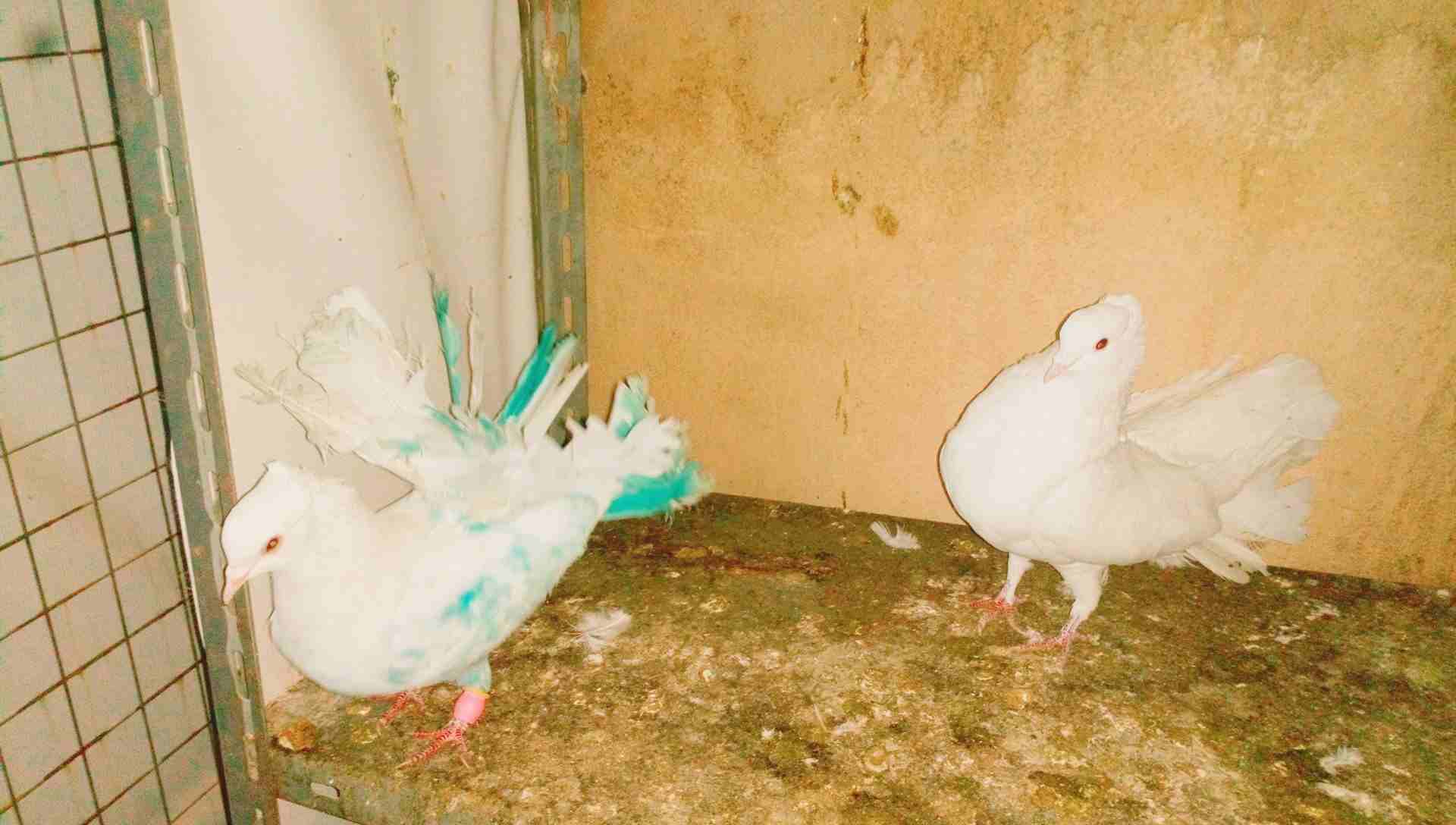 حمام زق وفراخخ                                            


	 				لا تنسَ أنك شاهدت هذا الإعلان في عنكبوت            
	 				
                            حمام كش وزق وفراخخ...