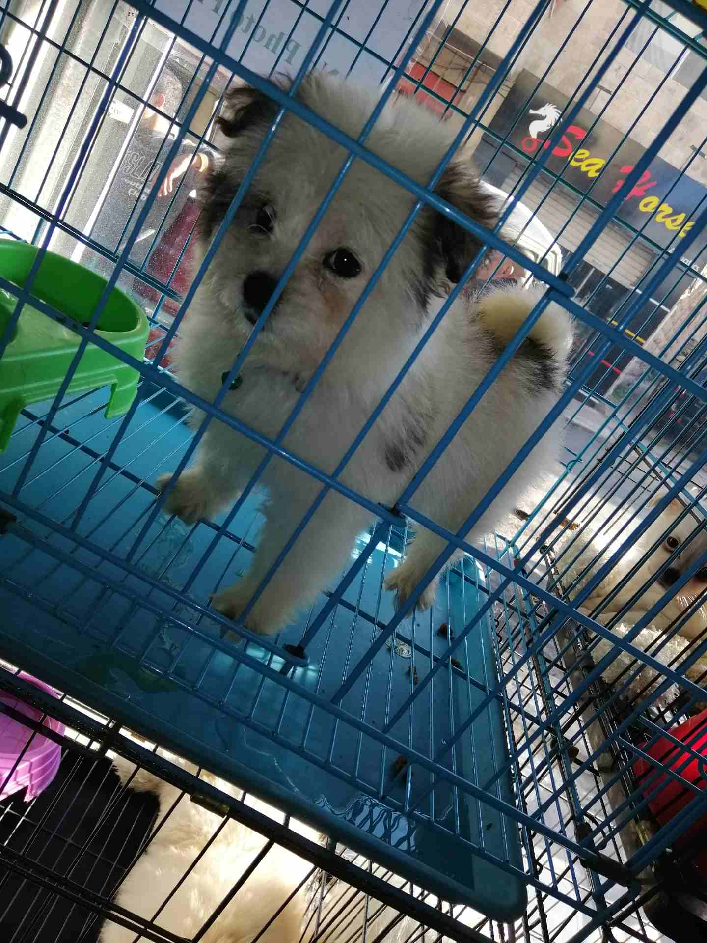 2 months Maltese Terrier
لا تنسَ أنك شاهدت هذا الإعلان في عنكبوت
كلب انثى مالتيز ترير لعوبة جدا و...
