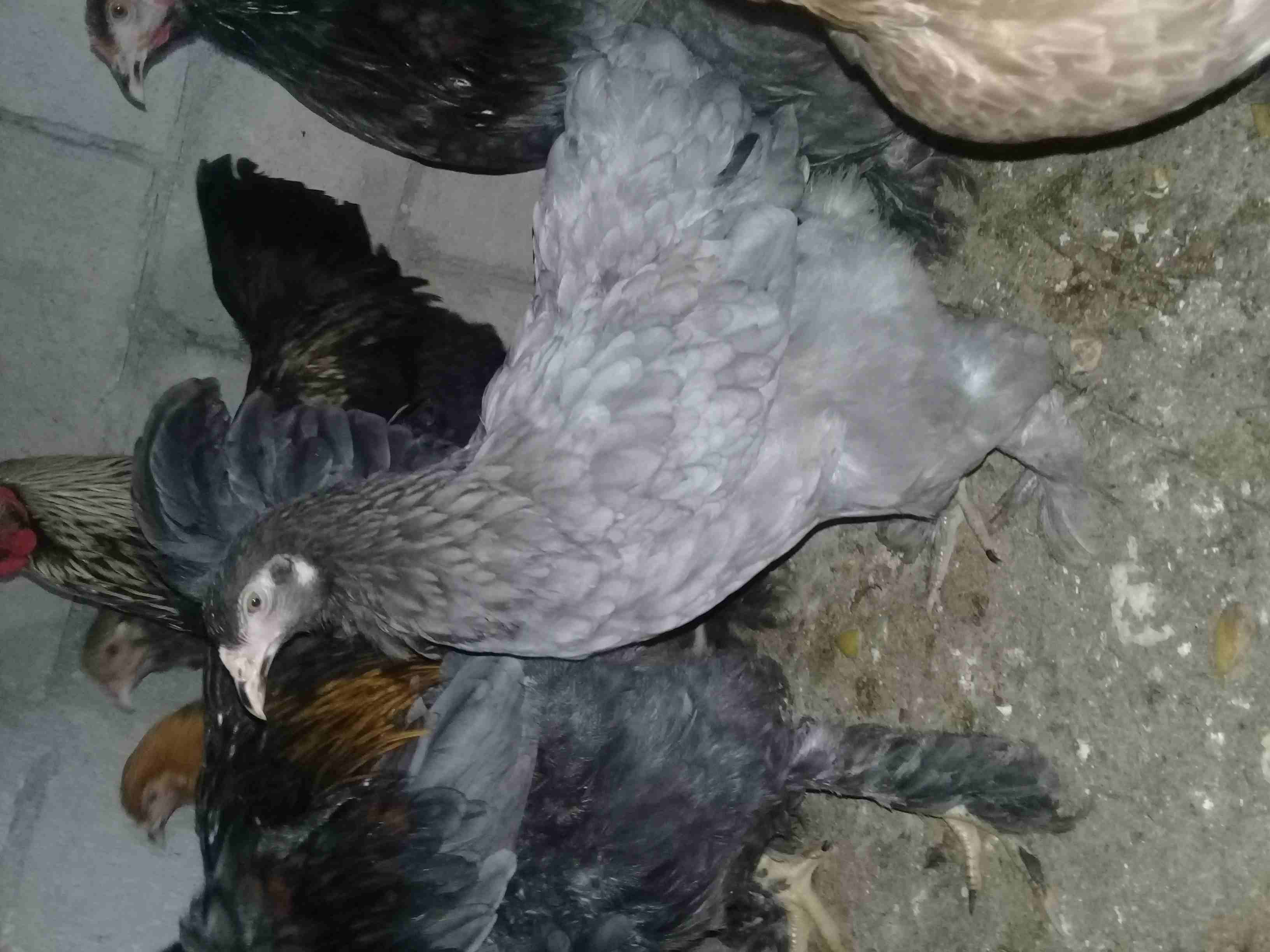 دجاج براهمه للبيع على وجه شغل صحه بالصلاة على النبي
لا تنسَ أنك شاهدت هذا الإعلان في عنكبوت
دجاج...