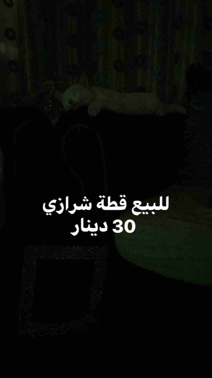 قطة للبيع                                            


	 				لا تنسَ أنك شاهدت هذا الإعلان في عنكبوت            
	 				
                            قطة شيرازي للبيع السعر 30 دينار...
