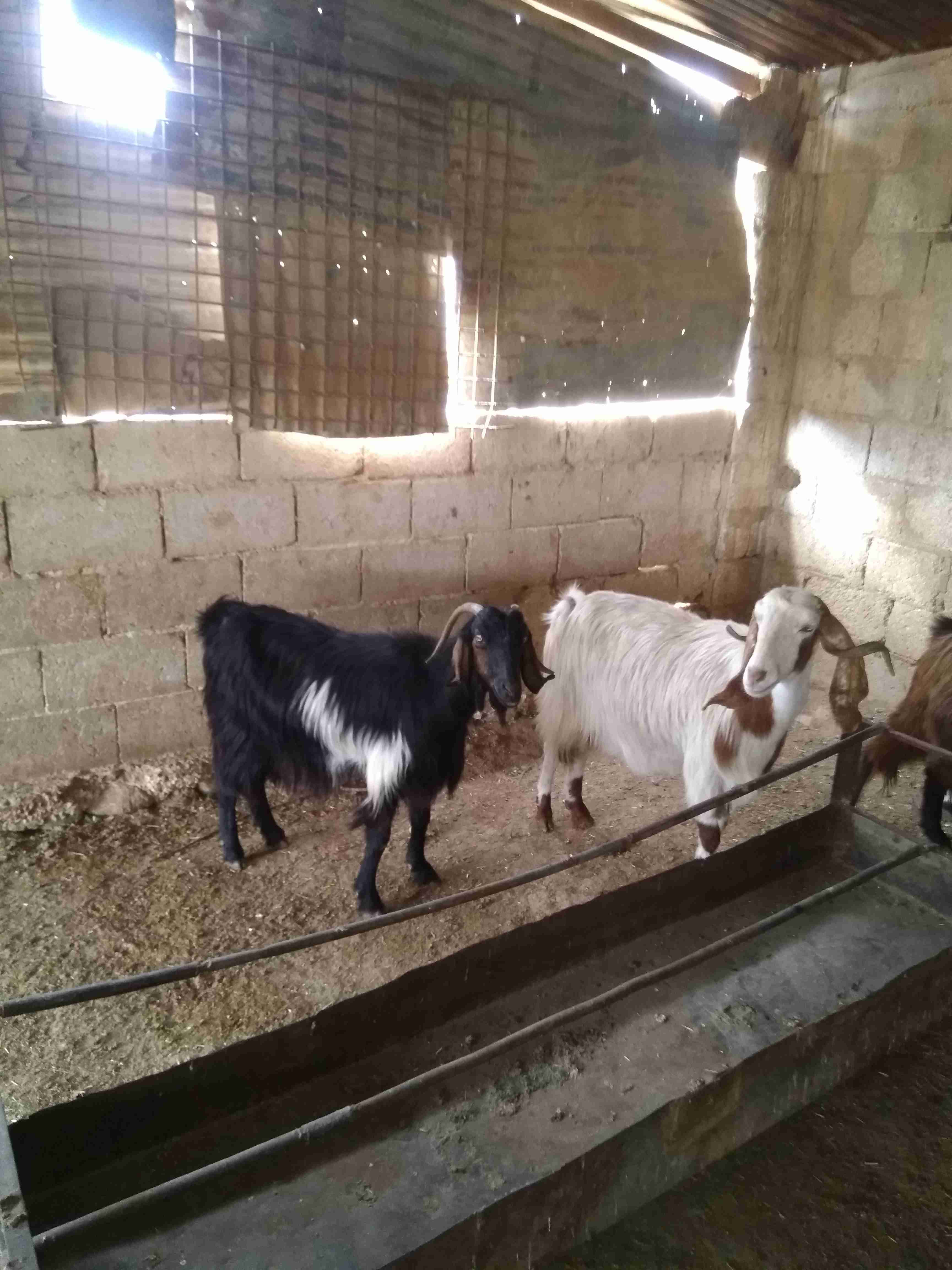 ثلاثة معزة معاشير وتيس رباع
لا تنسَ أنك شاهدت هذا الإعلان في عنكبوت
ثلاثة معزة ما شاء الله عل...