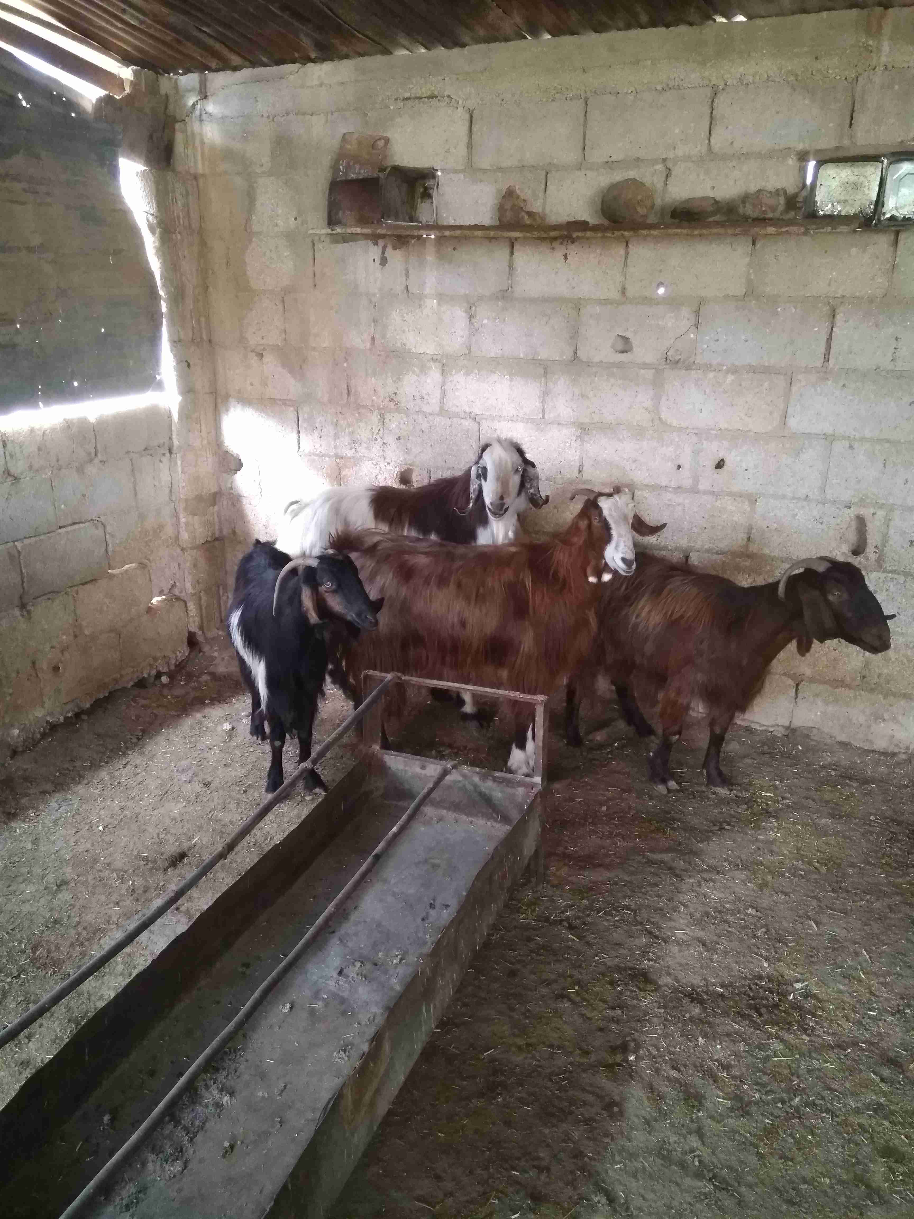 ثلاثة معزة معاشير وتيس رباع
لا تنسَ أنك شاهدت هذا الإعلان في عنكبوت
ثلاثة معزة ما شاء الله عل...