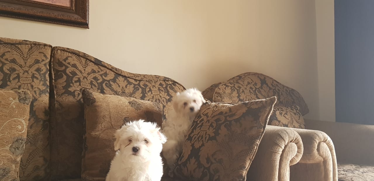 Imported maltese
لا تنسَ أنك شاهدت هذا الإعلان في عنكبوت
Imported Maltese Dogs
The parents h...