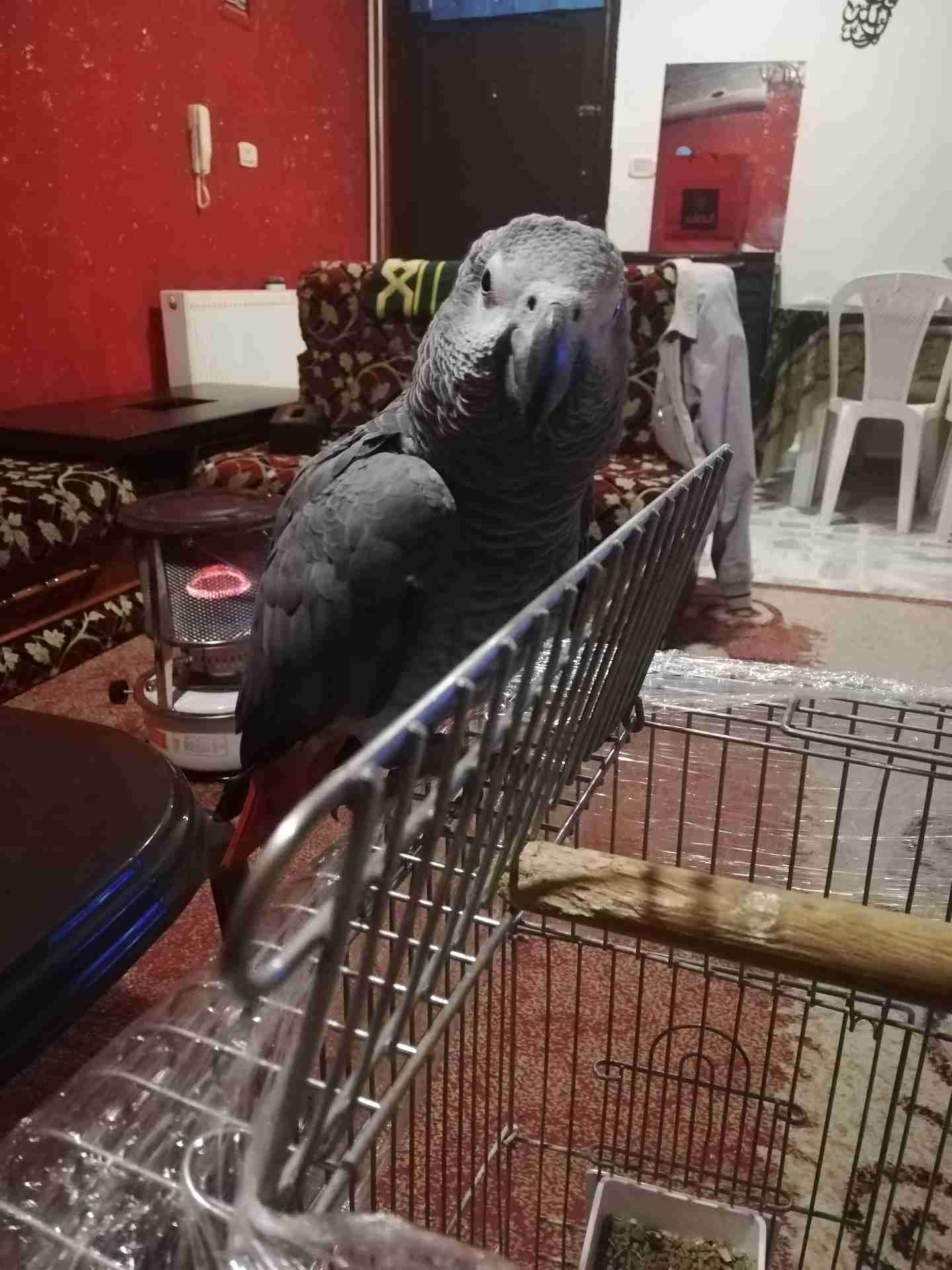 كاسكو متكلم أليف للبيع
لا تنسَ أنك شاهدت هذا الإعلان في عنكبوت
يسعد اوقات الجميع...
كاسكو دبل...