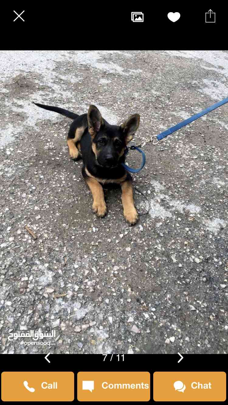 جيرمن شيبارد  german shepherd                                            


	 				لا تنسَ أنك شاهدت هذا الإعلان في عنكبوت            
	 				
                                ذكر عمر 3 اشهر  شورت هي...