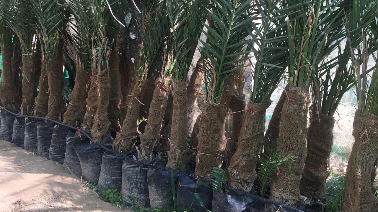 اشجار حمضيات جميع الانواع باسعار منافسه على الكميات. اشجار نخيل فسائل وانسجه
لا تنسَ أنك شاهدت هذا الإعلان في عنكبوت...