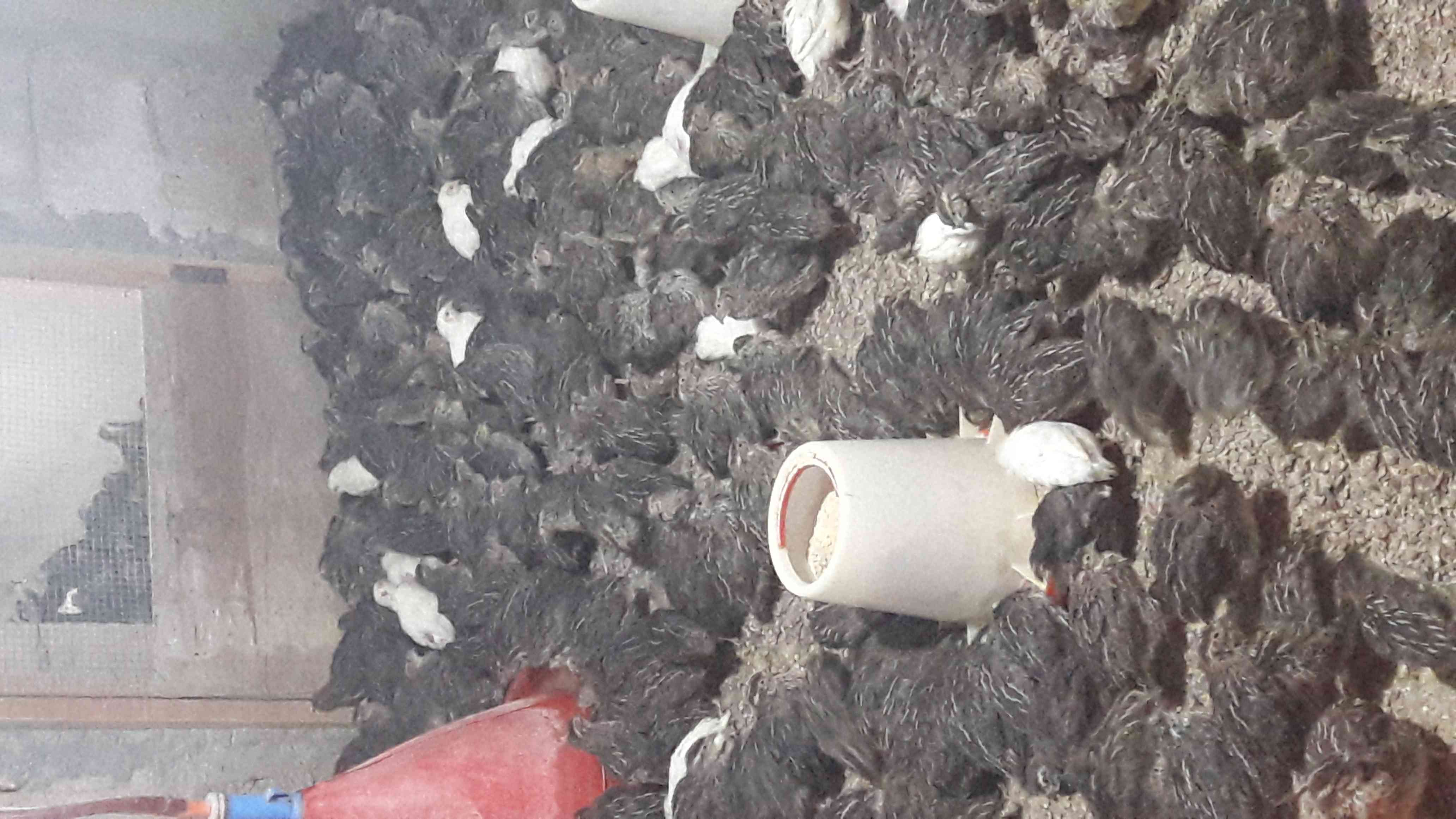 فري سوبر جامبو للبيع كافة الاعمار
لا تنسَ أنك شاهدت هذا الإعلان في عنكبوت
فري سوبر جامبو للبي...