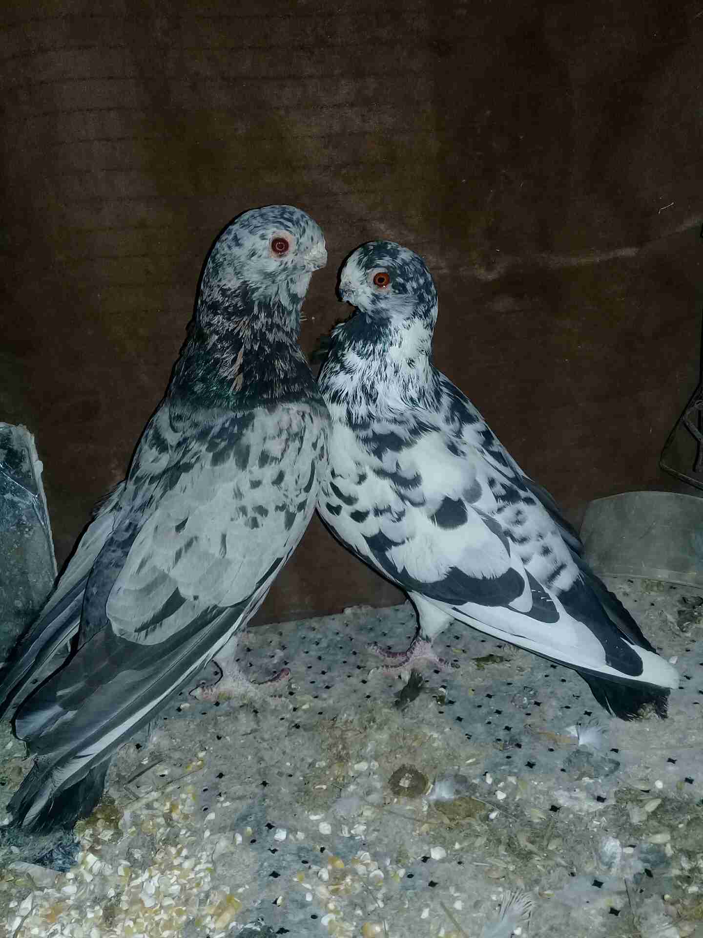 حمام للبيع او بدل
لا تنسَ أنك شاهدت هذا الإعلان في عنكبوت
7 جواز حمام شغلات اشي معو فراخ واشي...