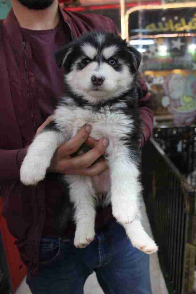 كلاب للبيع dogs for sale
لا تنسَ أنك شاهدت هذا الإعلان في عنكبوت
For sale
1-جراء هاسكي عمر 4...