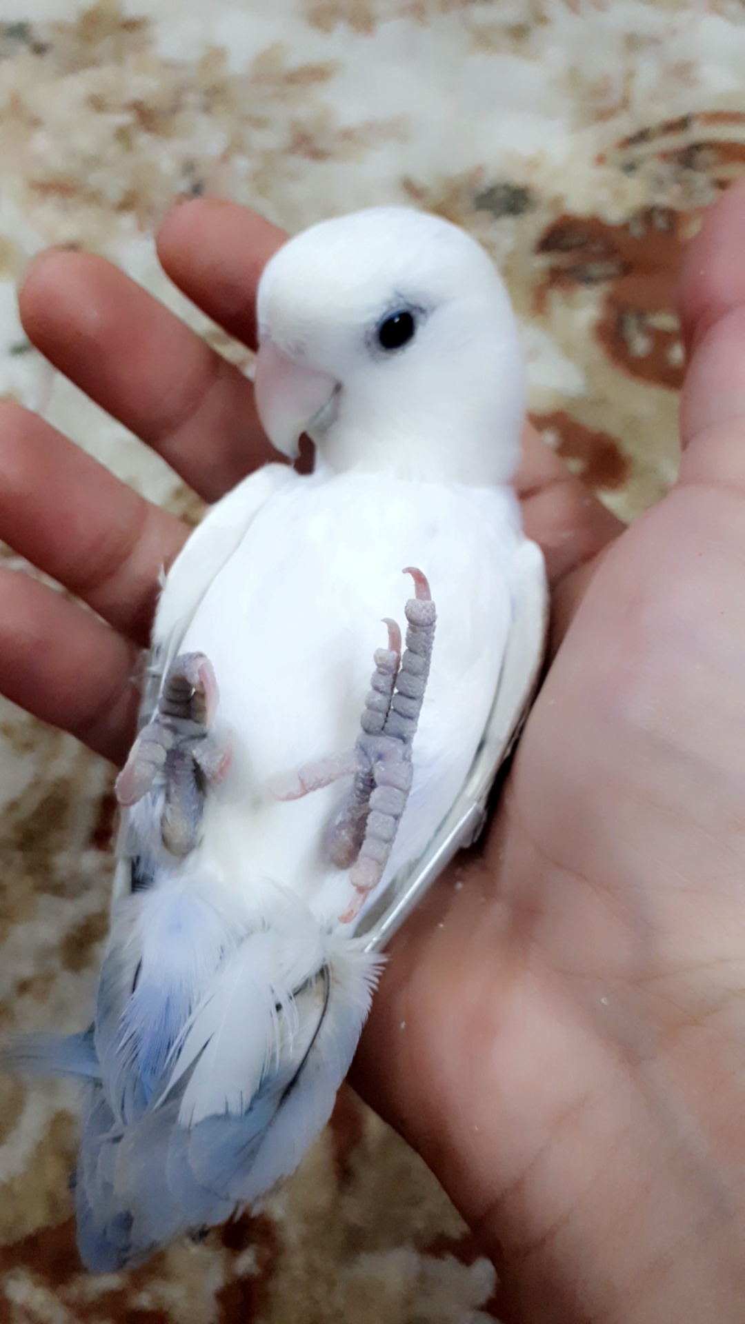 ببغاء روز وليف جداجدا مايعض ابدابدا للبيع                                            


	 				لا تنسَ أنك شاهدت هذا الإعلان في عنكبوت            
	 				
                                أقدم لكم بب...