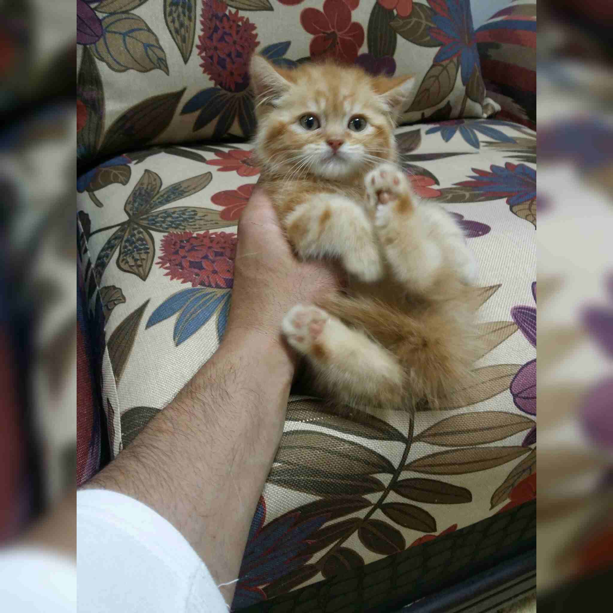 كيتت مشمشي                                            


	 				لا تنسَ أنك شاهدت هذا الإعلان في عنكبوت            
	 				
                            كيتن شيرازي امريكي 
العمر 50 يوم 
ذكر لعوب جدا...