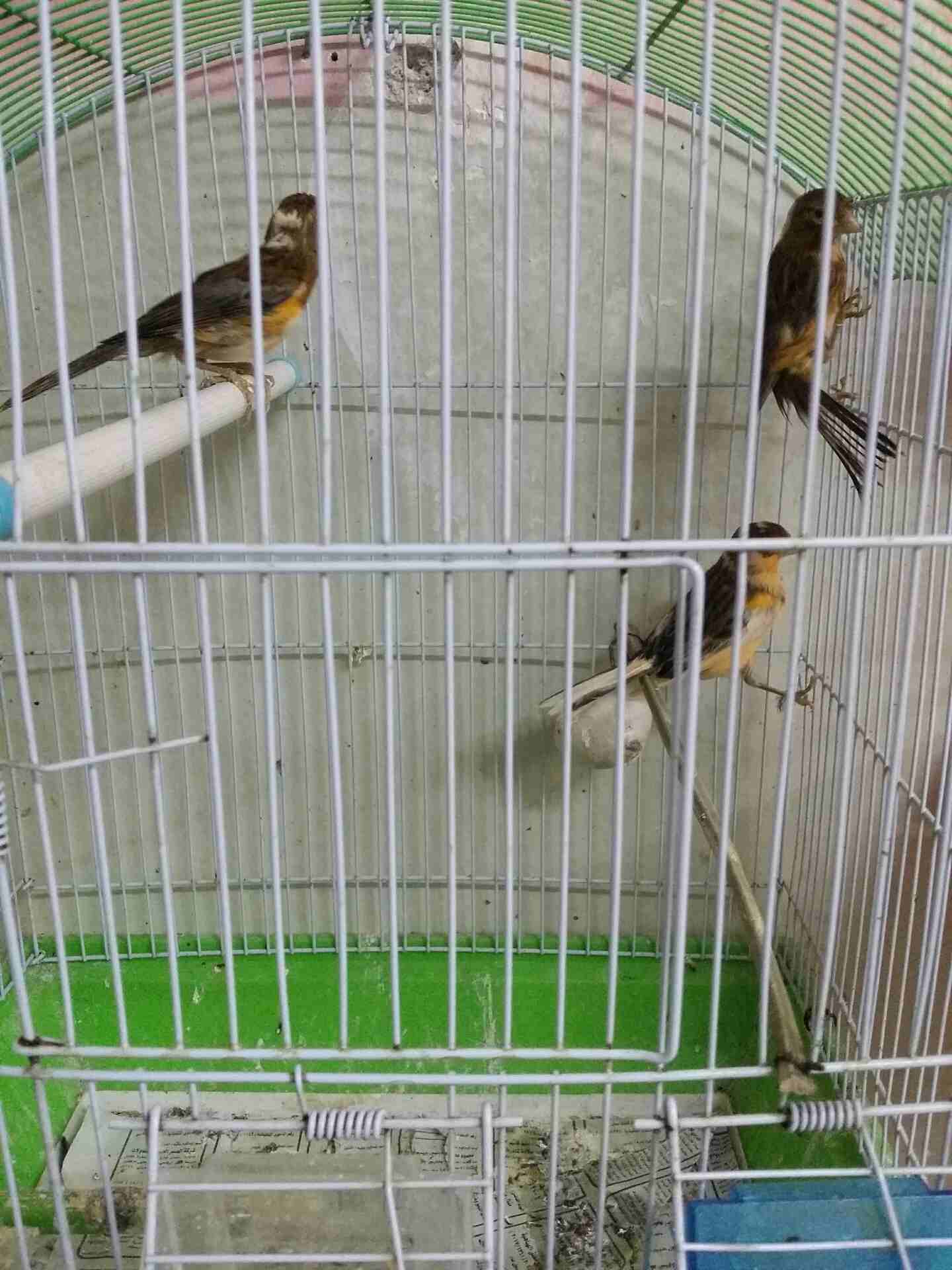 فراخ كنار                                            


	 				لا تنسَ أنك شاهدت هذا الإعلان في عنكبوت            
	 				
                            فراخ كنار صحه ميه ميه بالصلاة على النبي 
الثلاث...