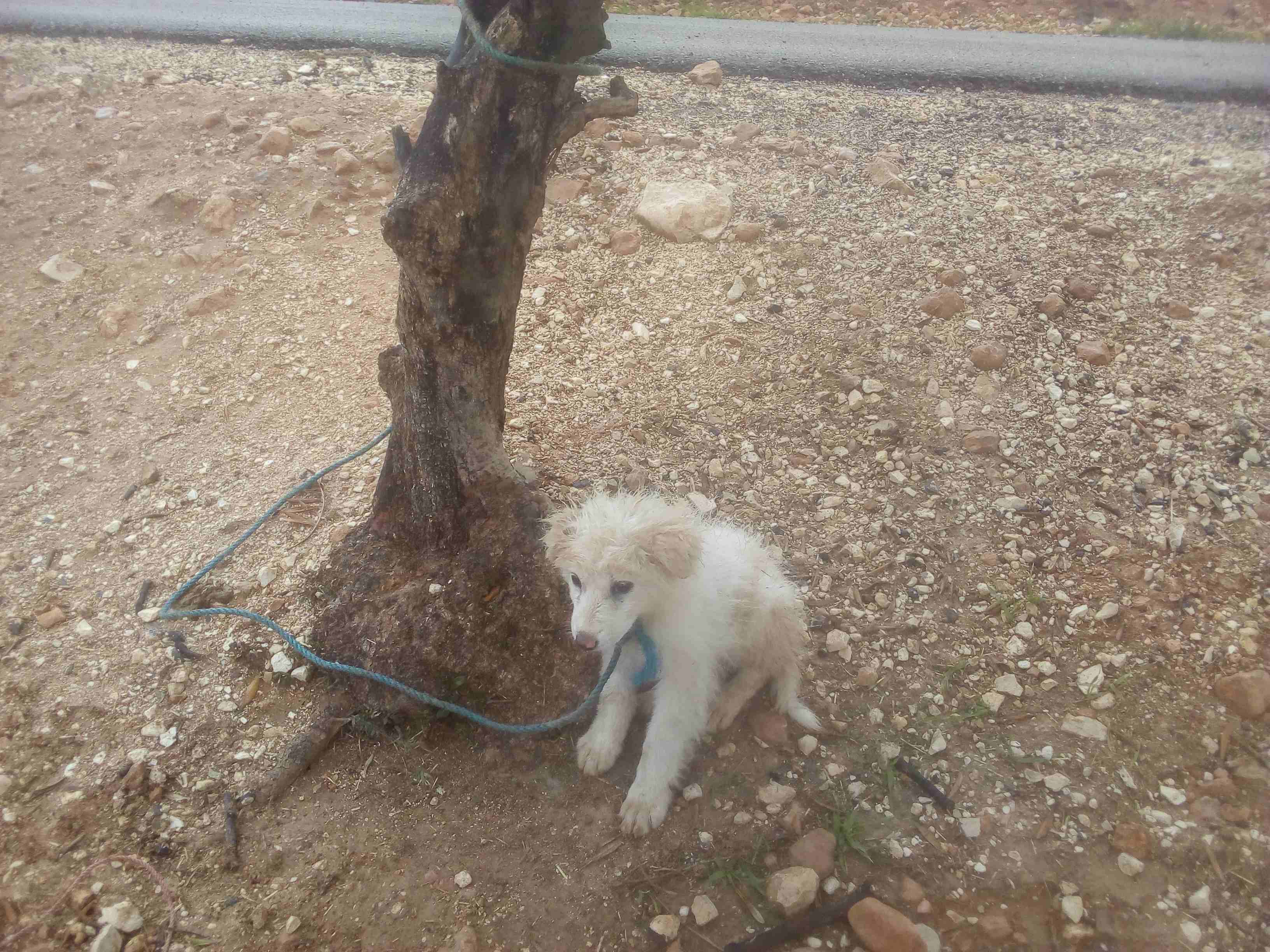 كلب ابيض حلو اليف للبيع لعدم اتفرغ
لا تنسَ أنك شاهدت هذا الإعلان في عنكبوت
كلب جميل واليف للبيع ل...