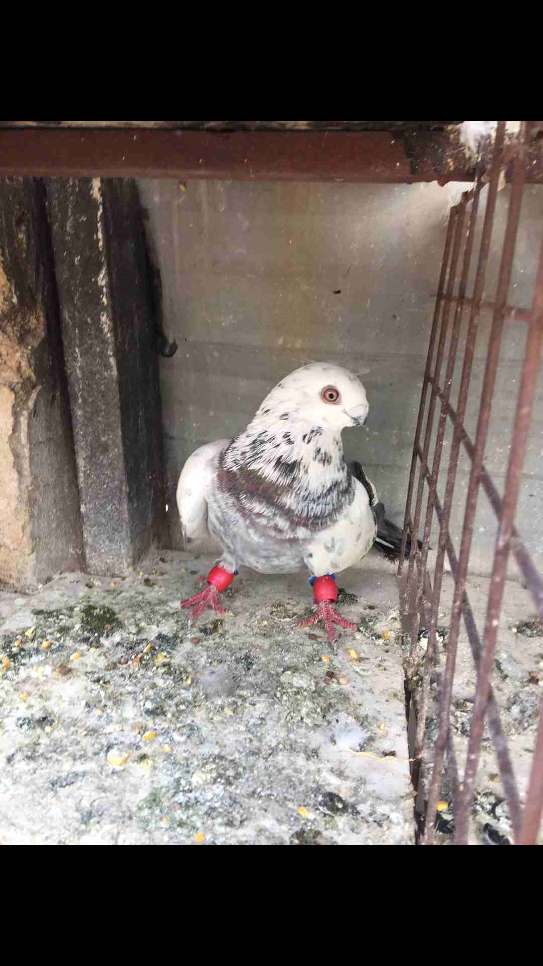9طيور كش للبيع بسعر مغري
لا تنسَ أنك شاهدت هذا الإعلان في عنكبوت
الطيور كش كلهم فحول
عدد 9 للبيع...