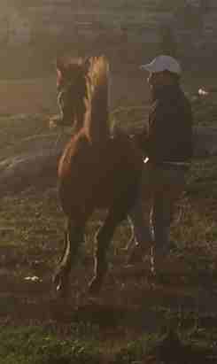 خيل للبيع                                            


	 				لا تنسَ أنك شاهدت هذا الإعلان في عنكبوت            
	 				
                            حصان عمره 4 شهور ابن غيلان0798508955

	 				ر...
