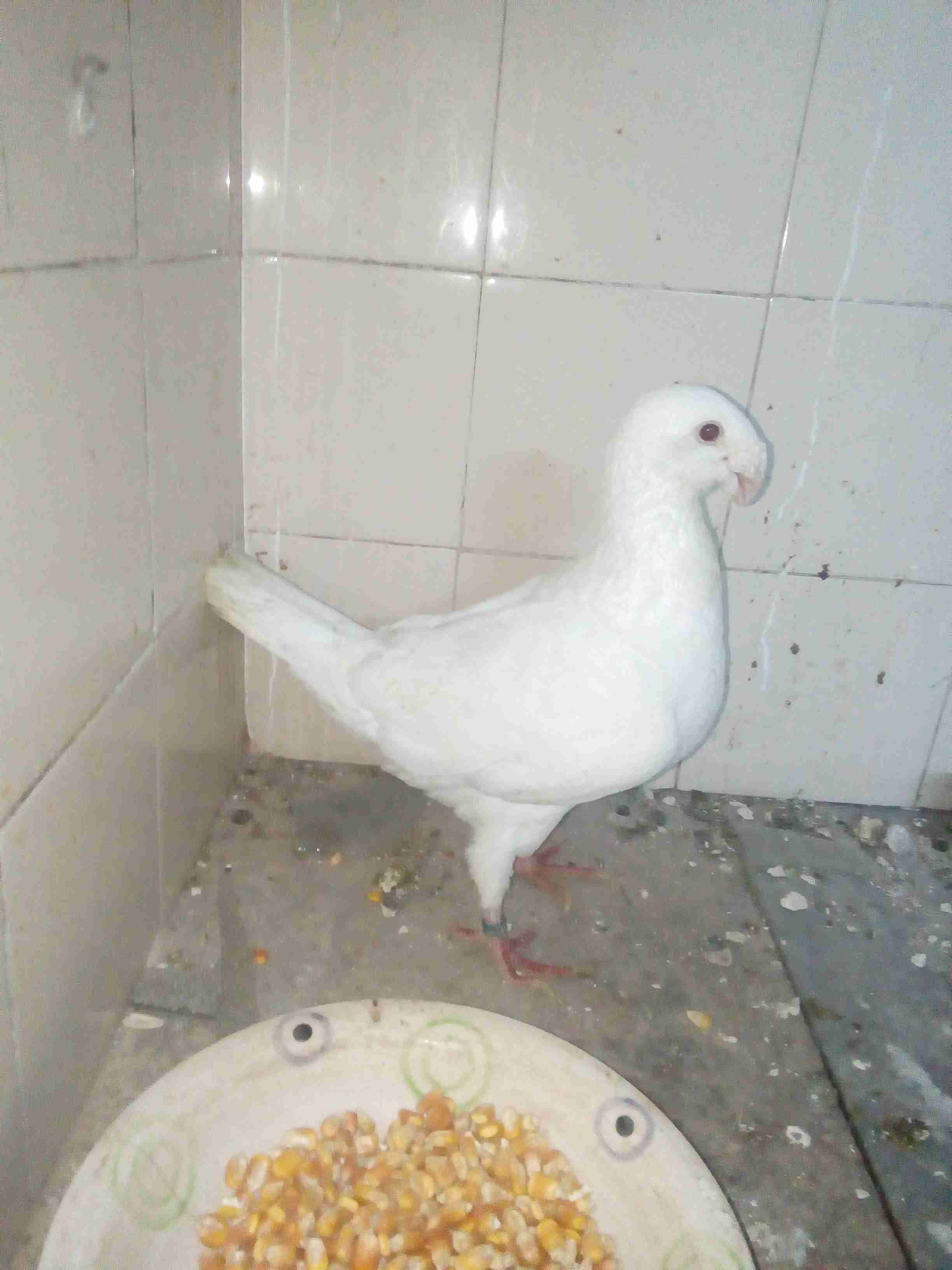 طيره المانيه مختومه للبيع او للبدل علا فراخ
لا تنسَ أنك شاهدت هذا الإعلان في عنكبوت
طيره نخب...