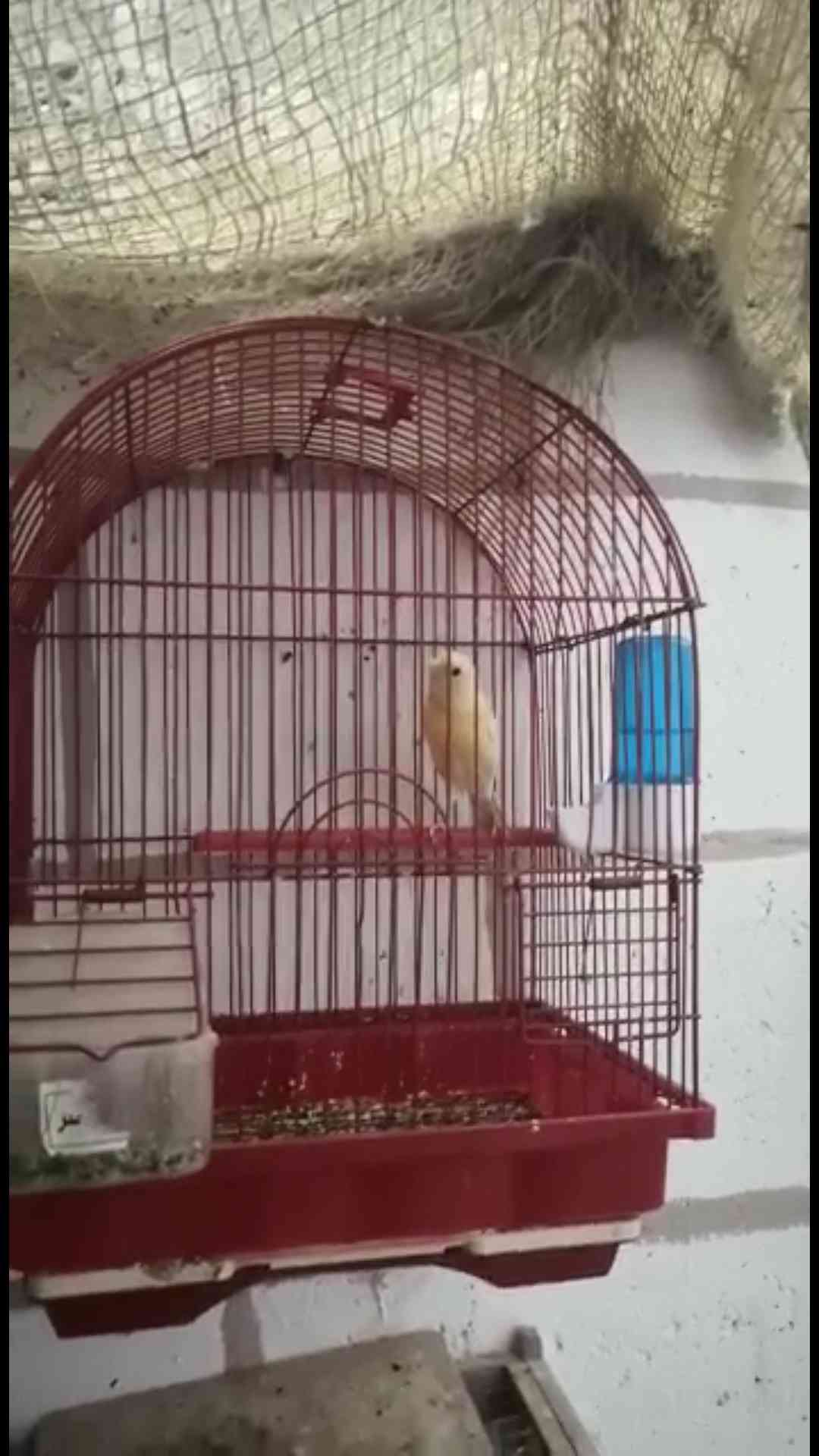 جواز بيض وفحول وطواير للبيع
لا تنسَ أنك شاهدت هذا الإعلان في عنكبوت
جوزين أبيض
طيرتين أبيض
ط...