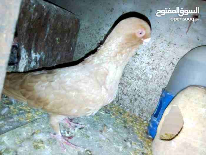 مصري اصفر نخب مقلوب وشغال                                            


	 				لا تنسَ أنك شاهدت هذا الإعلان في عنكبوت            
	 				
                            مصري اصفر مقلوب فحل شغال ومنتج...