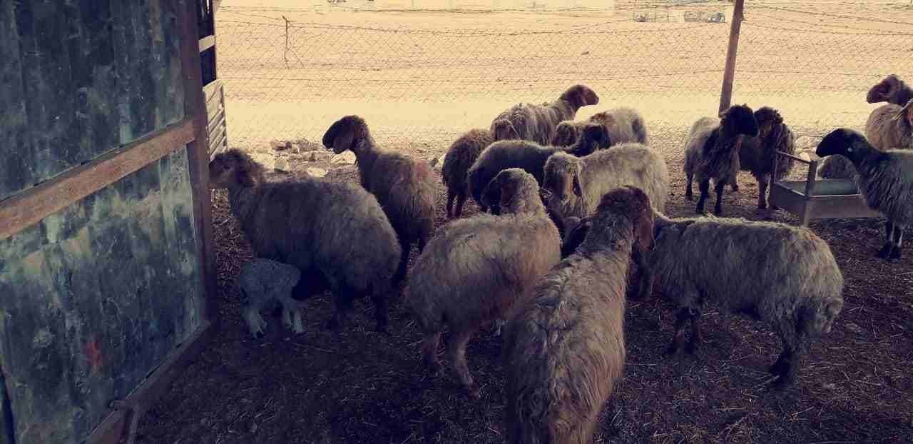10نعاج مواليد مع ولادهن للبيع حليب مقنويي سن صغير
لا تنسَ أنك شاهدت هذا الإعلان في عنكبوت
10نعاج...
