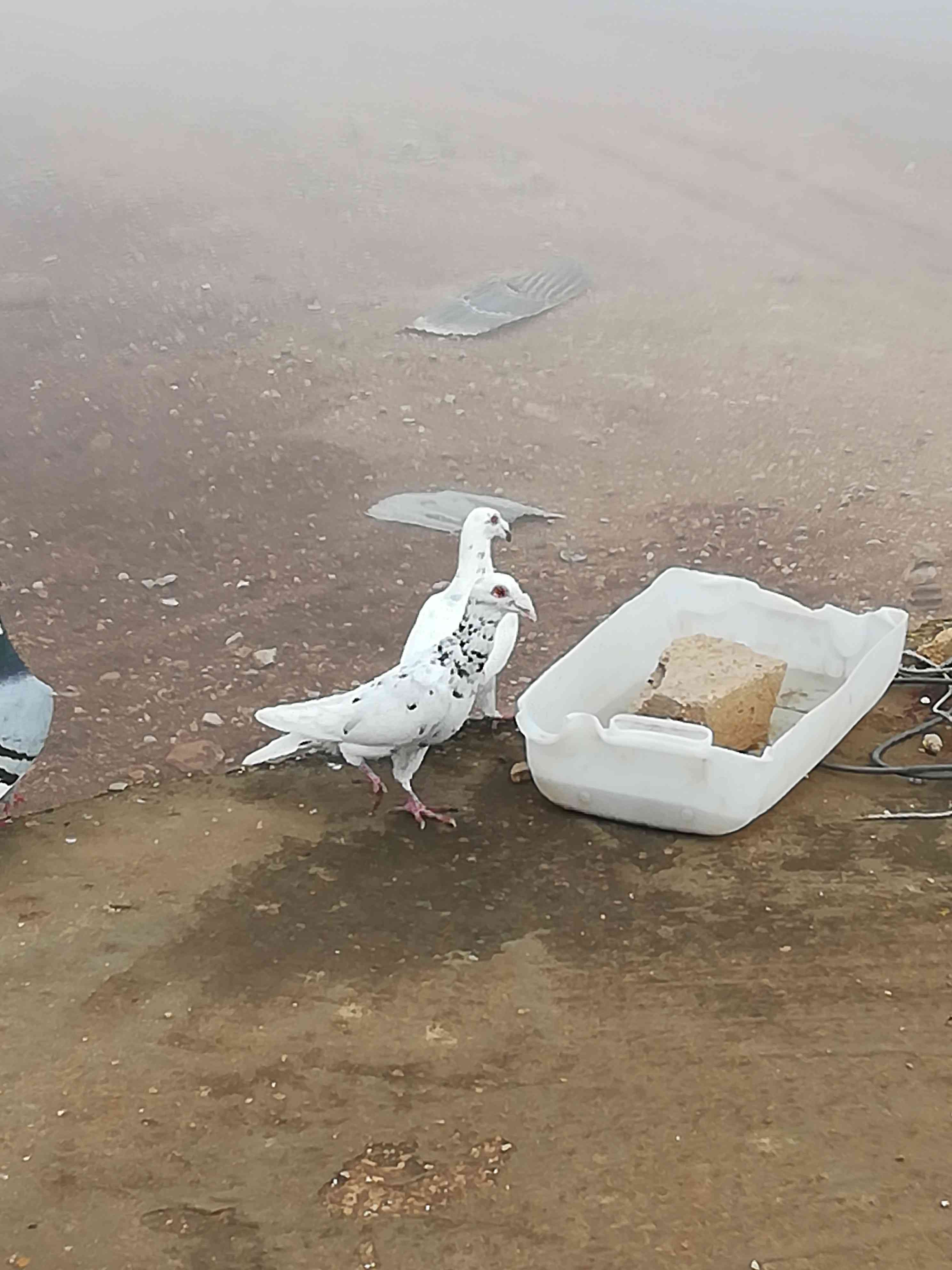 4فحول طيور حمام للبيع بسعر حرق
لا تنسَ أنك شاهدت هذا الإعلان في عنكبوت
للبيع أو بدل على بوازج...