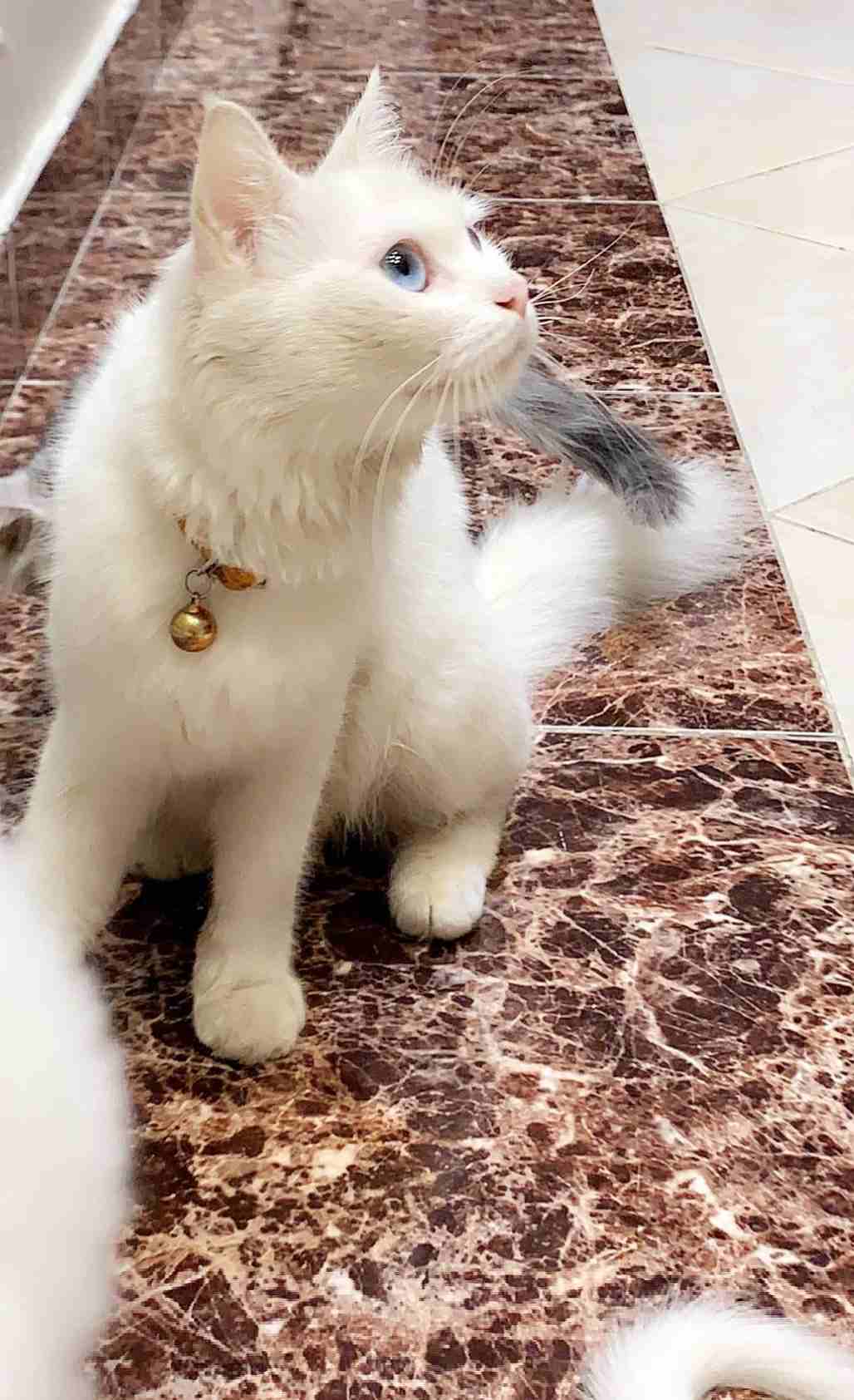 قطة شرازيه
لا تنسَ أنك شاهدت هذا الإعلان في عنكبوت
انثى عمرها سنة
ذكية جدا واليفة وصحتها ممتازة...