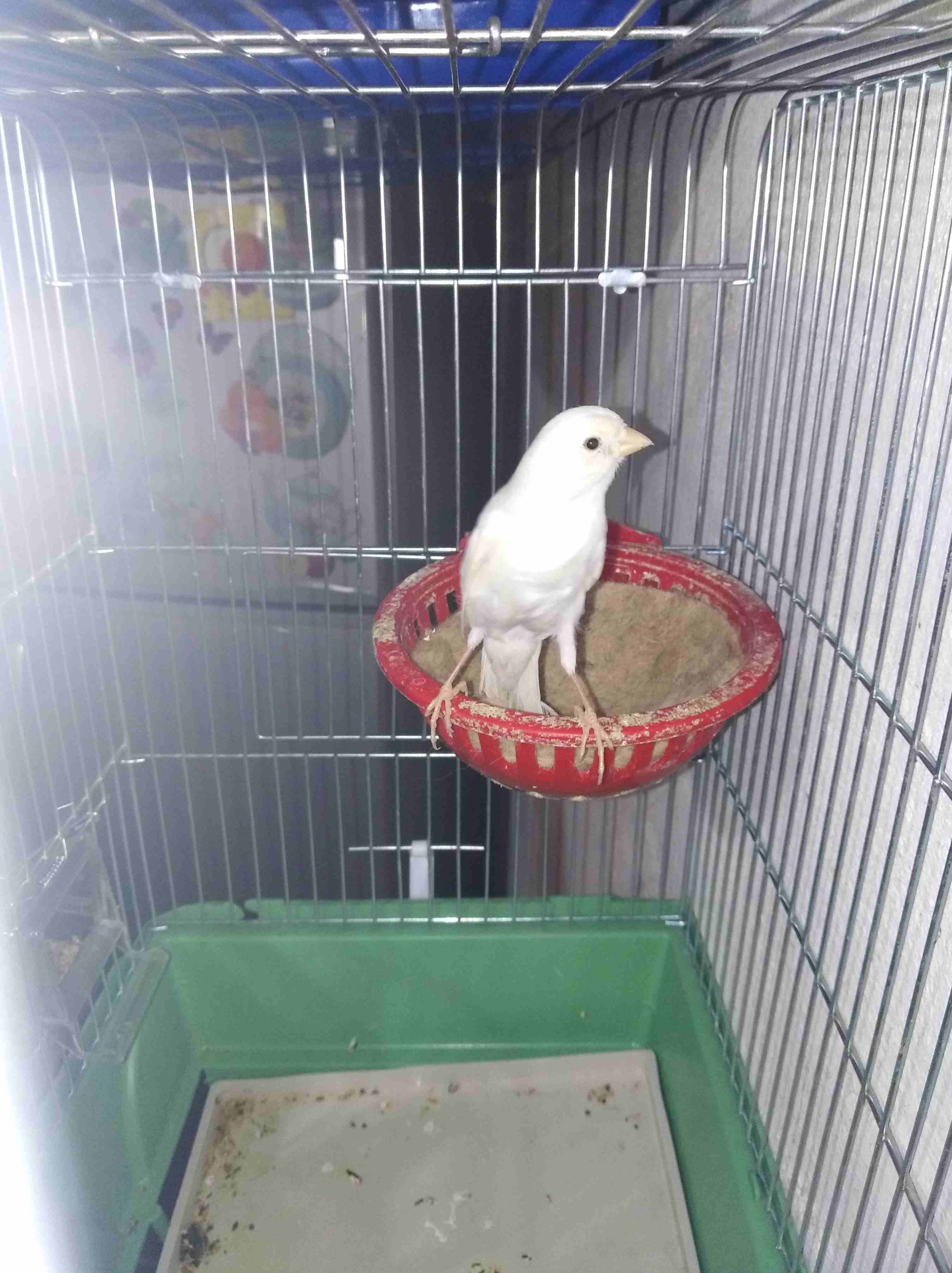 طيره كنار بيضاء حبه رفيعه طويله حبه بلديه طيره ماااااده وبتلم خيطان للبيع                                            


	 				لا تنسَ أنك شاهدت هذا الإعلان في عنكبوت...