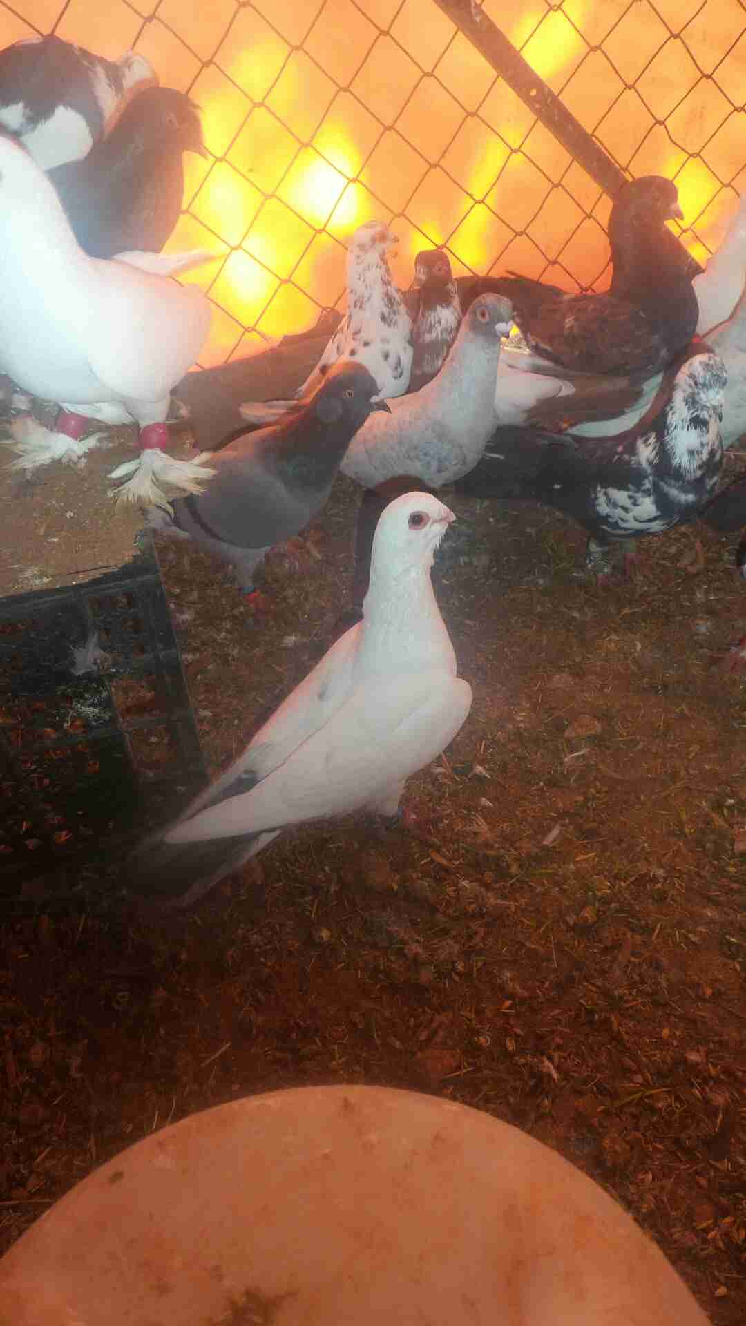 في 40حبه كلها نخب مافيها طير كبير وفيها 4طواير اسماء
لا تنسَ أنك شاهدت هذا الإعلان في عنكبوت...