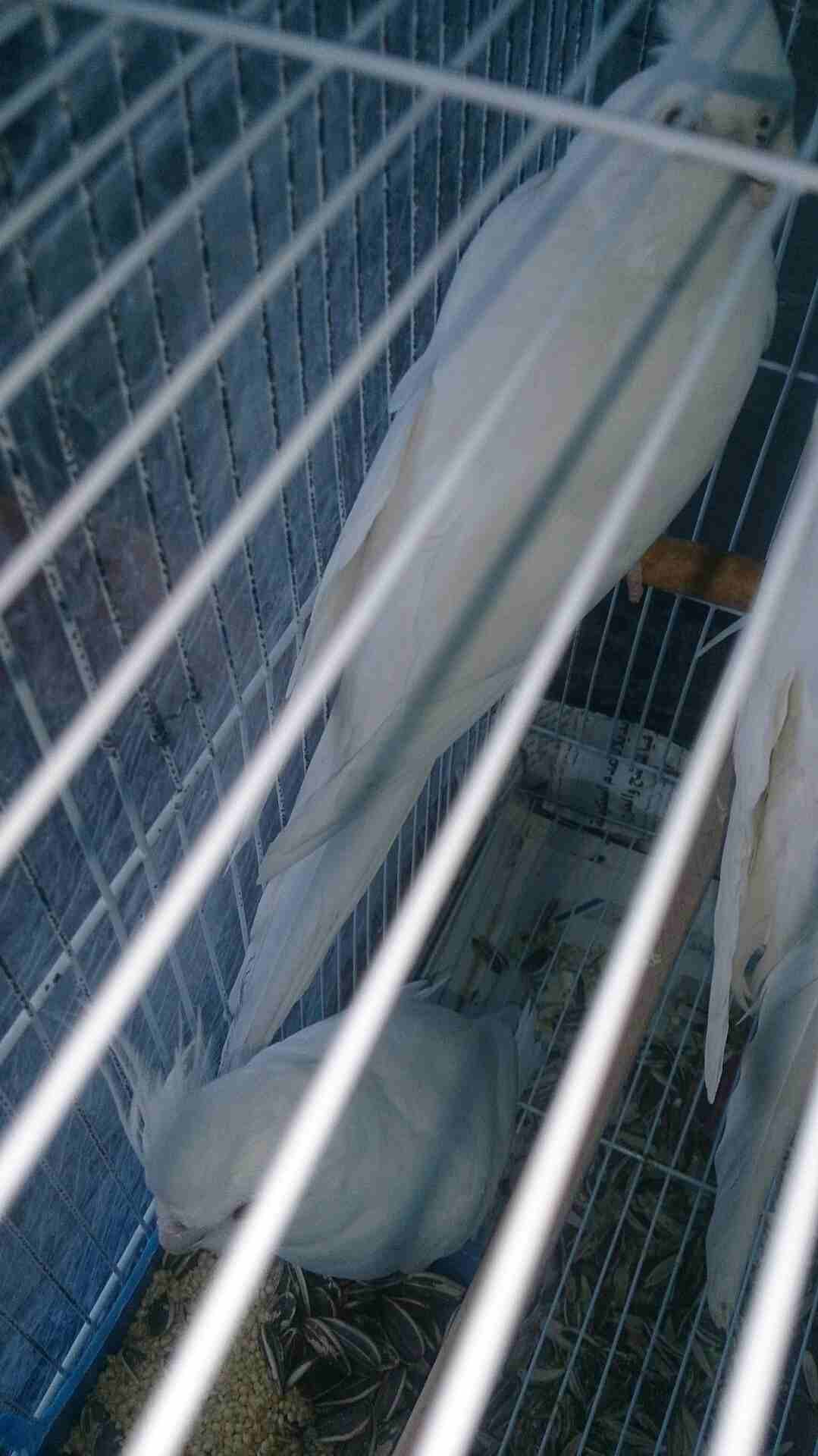 طيور كوكتيل البينوا عين حمرا
لا تنسَ أنك شاهدت هذا الإعلان في عنكبوت
طيور كوكتيل البينو عين حمرا...