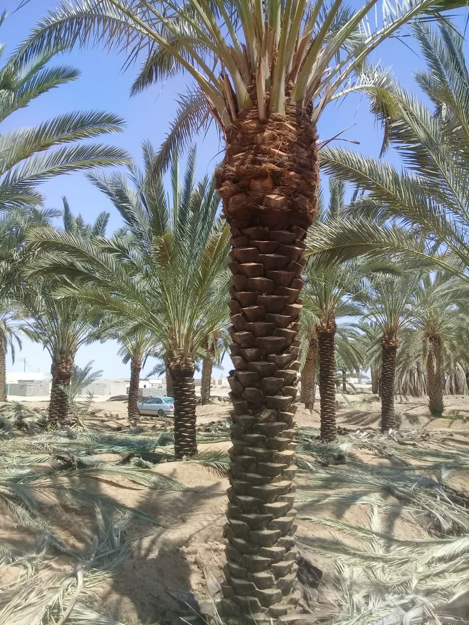 تكريب نخيل                                            


	 				لا تنسَ أنك شاهدت هذا الإعلان في عنكبوت            
	 				
                                تكريب نخيل...