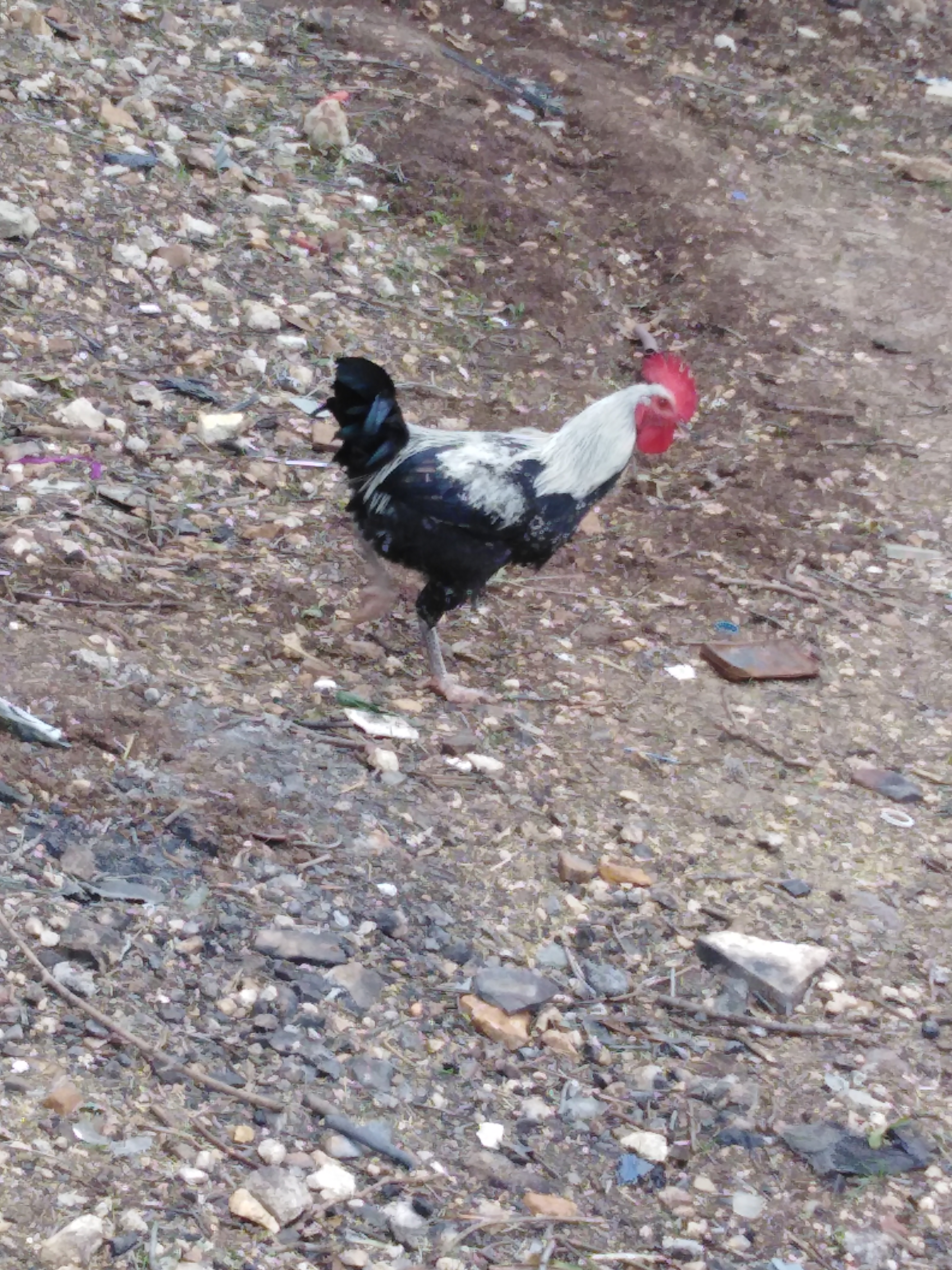لأهل الخبره شو النوع وكم السعر
لا تنسَ أنك شاهدت هذا الإعلان في عنكبوت
لأهل الخبره شو النوع و...
