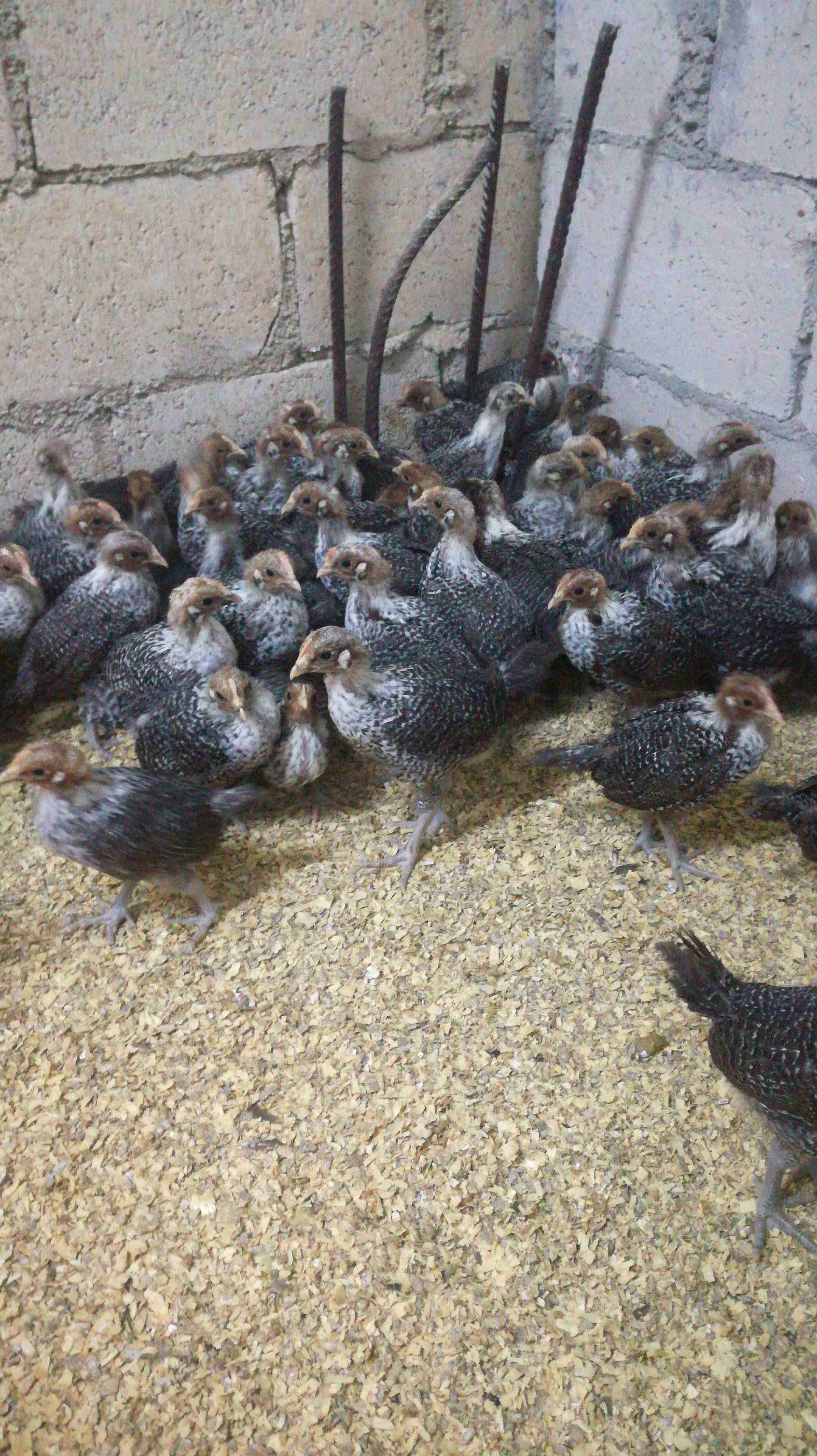 صيصان فيومي عمر 28 يوم                                            


	 				لا تنسَ أنك شاهدت هذا الإعلان في عنكبوت            
	 				
                            يوجد صيصان عمر28 يوم 
عدد 305 حبات...