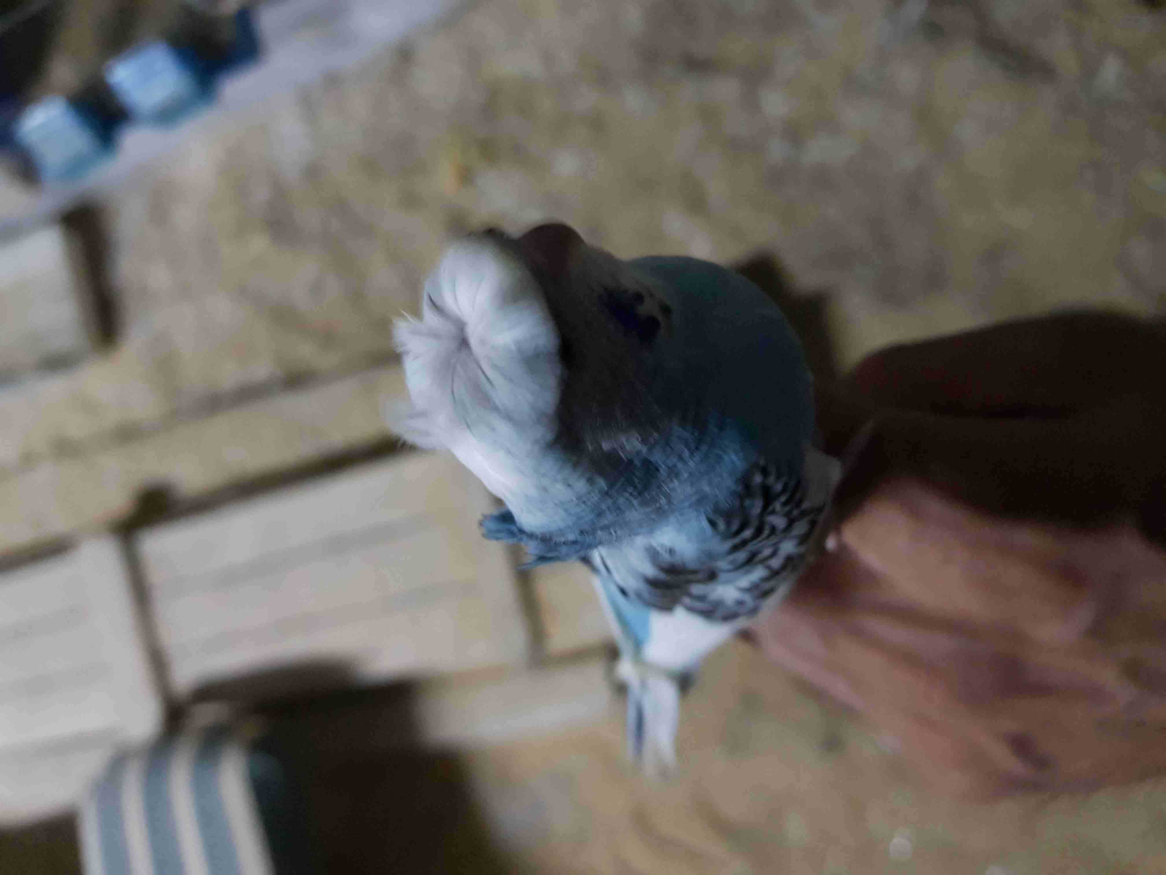 ذكر كورك بلدي                                            


	 				لا تنسَ أنك شاهدت هذا الإعلان في عنكبوت            
	 				
                            ذكر كورك بلدي بدايه انتاج محجل بحجلي الخاص...