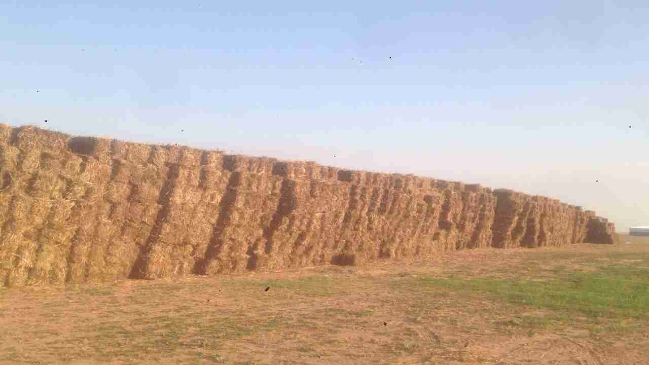 اعلاف ذرة جيزاني
لا تنسَ أنك شاهدت هذا الإعلان في عنكبوت
اعلاف ذرة جيزانية اطيب نوع اكثر من م...