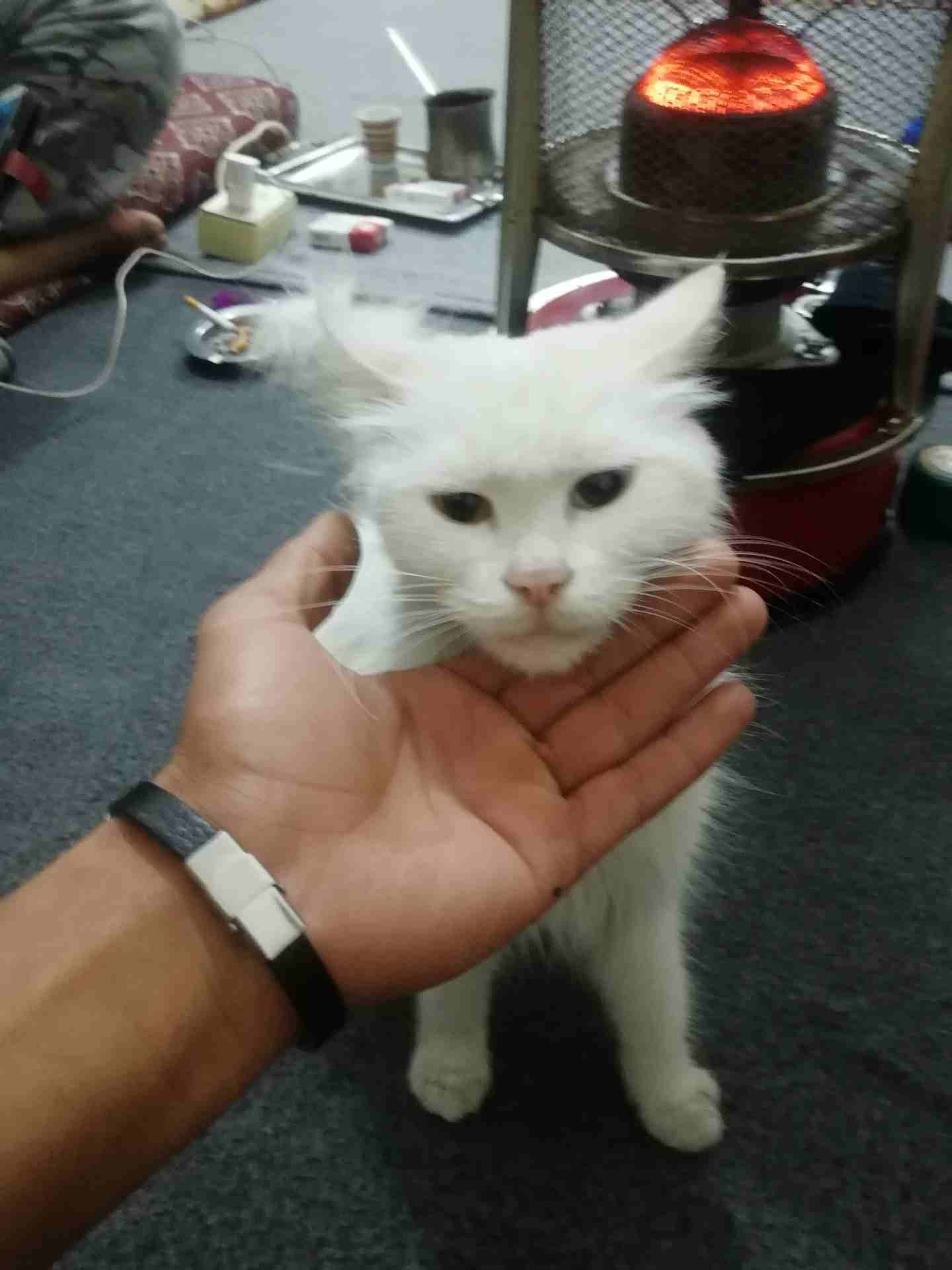 بس سيامي يفضل العب داخل المنزل مداربه
لا تنسَ أنك شاهدت هذا الإعلان في عنكبوت
انثا لون العيون عس...