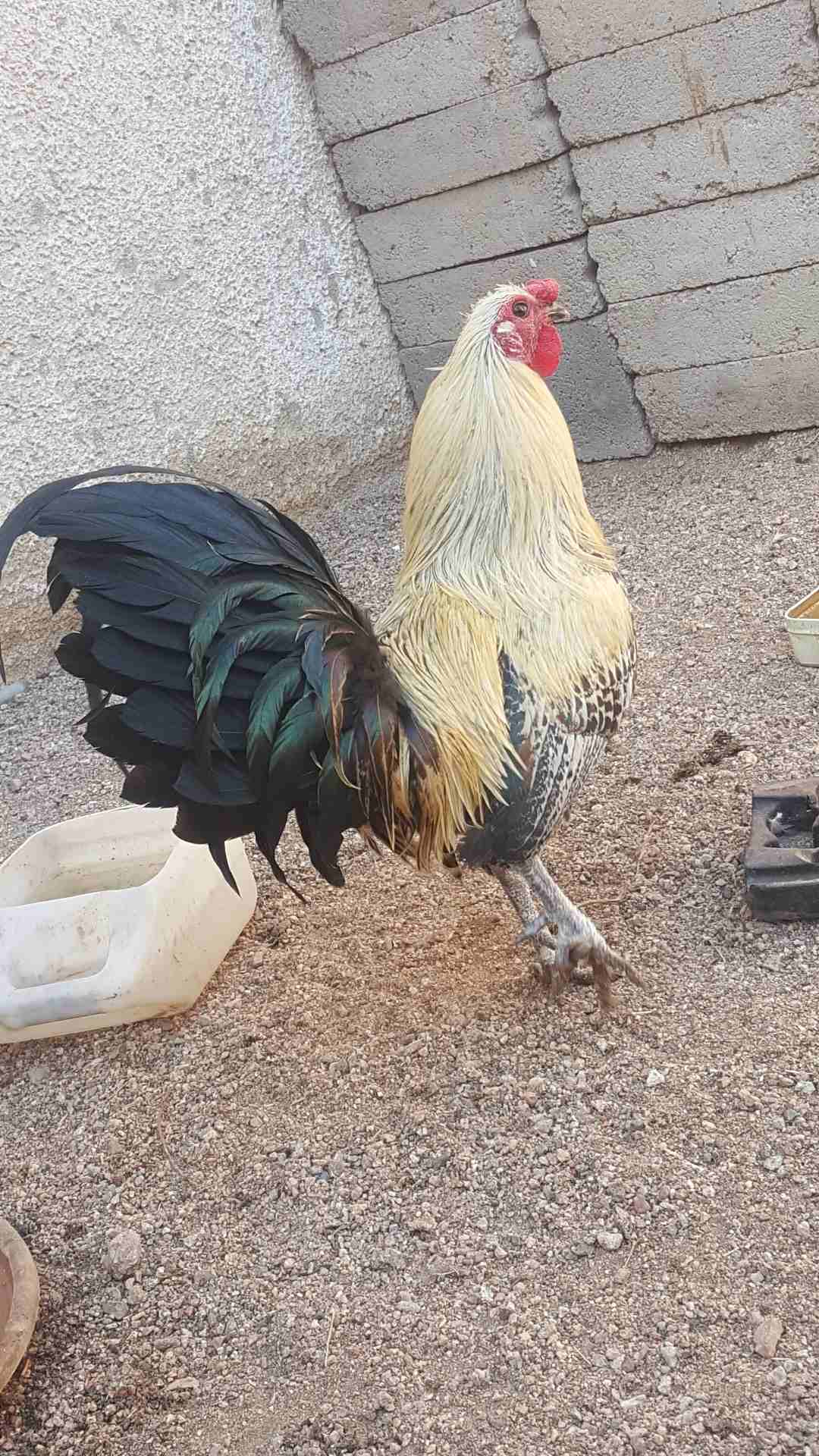 ديوك فححول للبيع                                            


	 				لا تنسَ أنك شاهدت هذا الإعلان في عنكبوت            
	 				
                            ديك بلدي 
ديك مصري فيومي 
ممكن للبدل على...