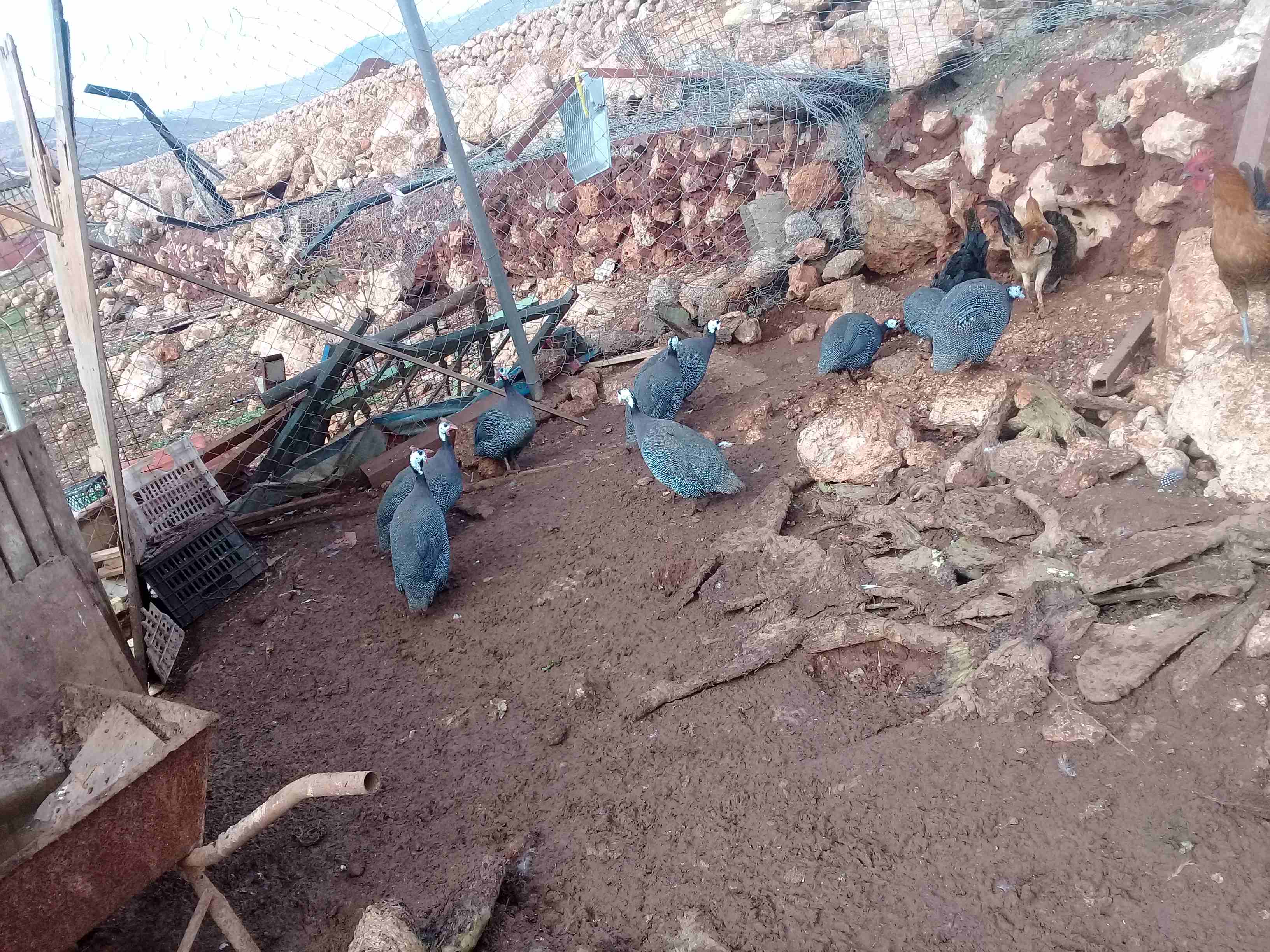 دجاج فرعوني ازرق
لا تنسَ أنك شاهدت هذا الإعلان في عنكبوت
دجاج فرعوني ازرق العمر سنة ونص في حوالي...