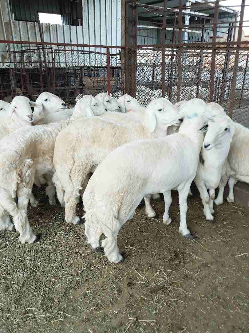 طليان حريه ذبايح جبره ووسط(ثلاجه ضيوف)
لا تنسَ أنك شاهدت هذا الإعلان في عنكبوت
بسم الله الرحمن ال...