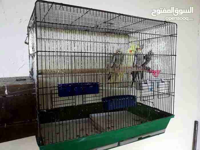 جوز كوكتيل للبيع مع 3فراخ ماشاء الله
لا تنسَ أنك شاهدت هذا الإعلان في عنكبوت
جوز كوكتيل للبي...