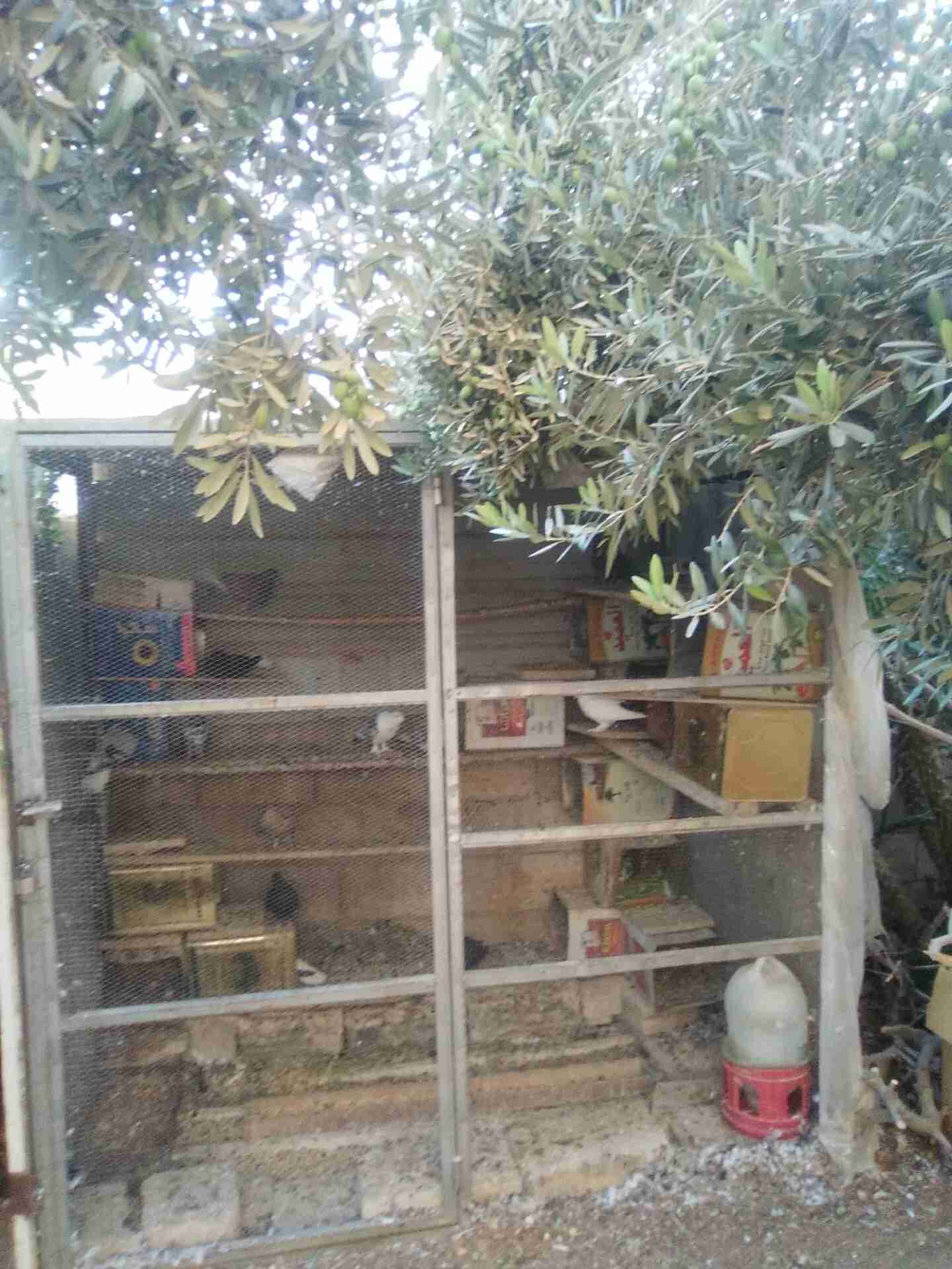 مطير يصلح لكافة أنواع الطيور جميل ومميز ومرتب 0789872665
لا تنسَ أنك شاهدت هذا الإعلان في عنكبوت...