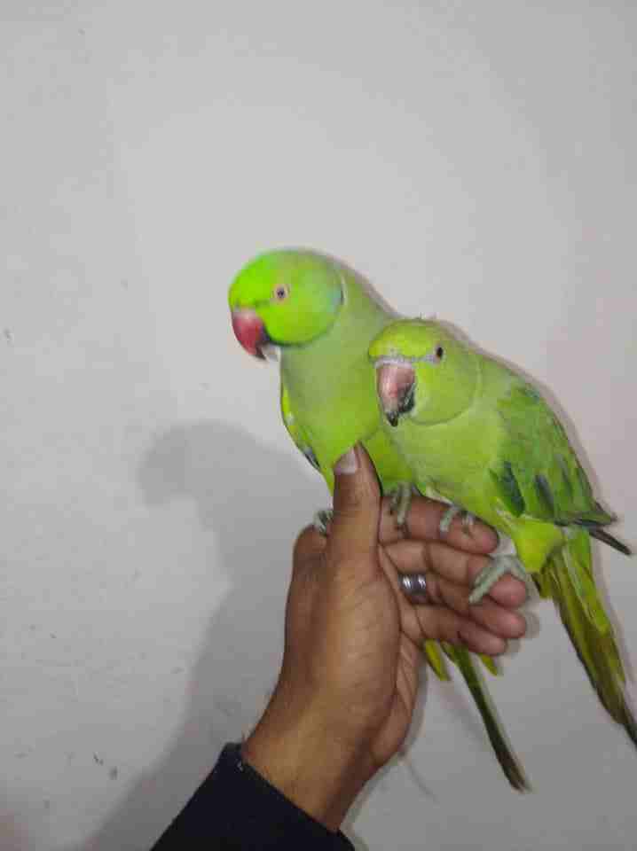 جوز ببغاء دره بلدي منقار احمر حبات ضخمه
لا تنسَ أنك شاهدت هذا الإعلان في عنكبوت
بسم الله ماشاءالل...