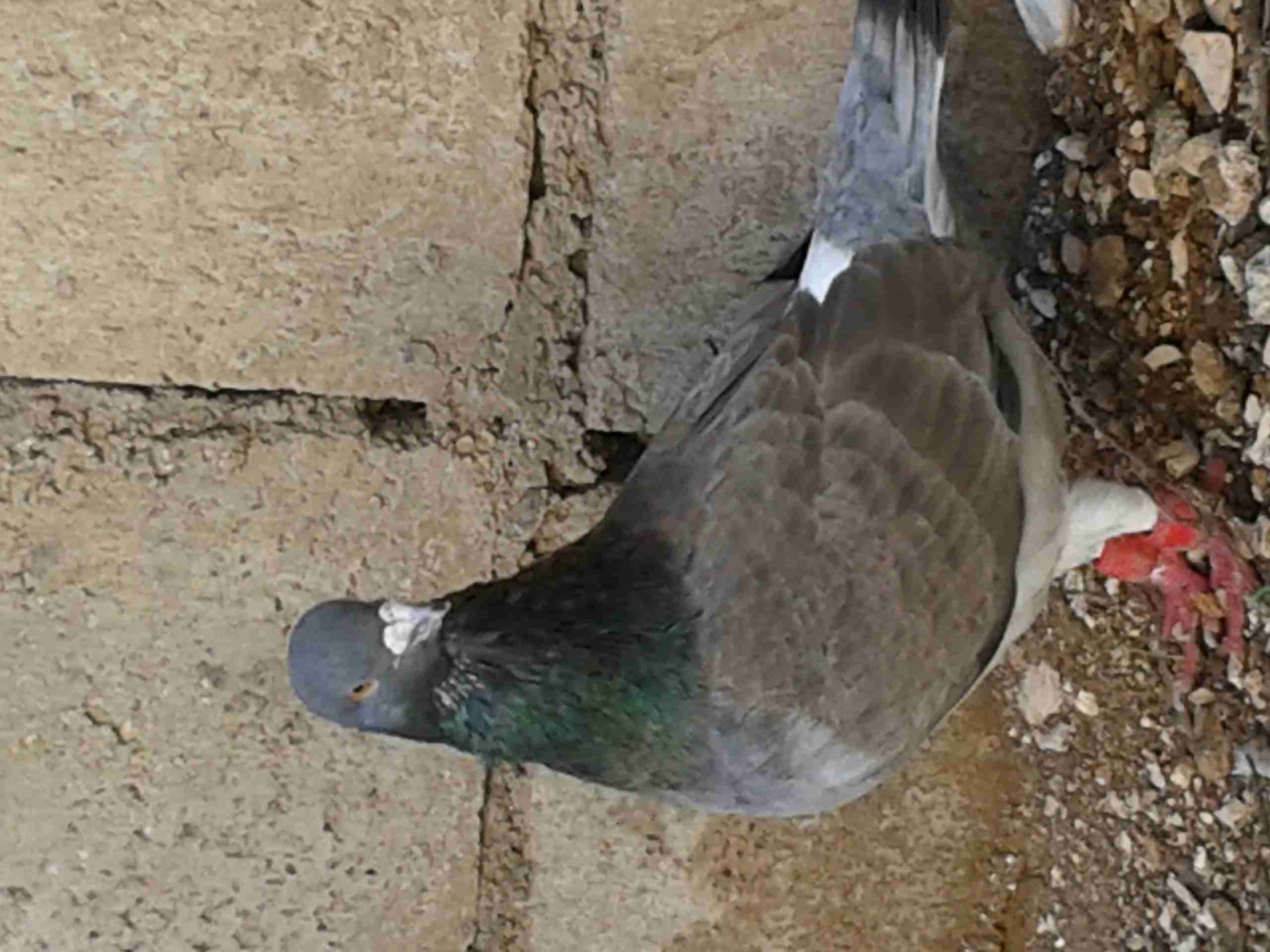 جوز حمام للبيع                                            


	 				لا تنسَ أنك شاهدت هذا الإعلان في عنكبوت            
	 				
                                جوز حمام شغالات للبيع
اربد...