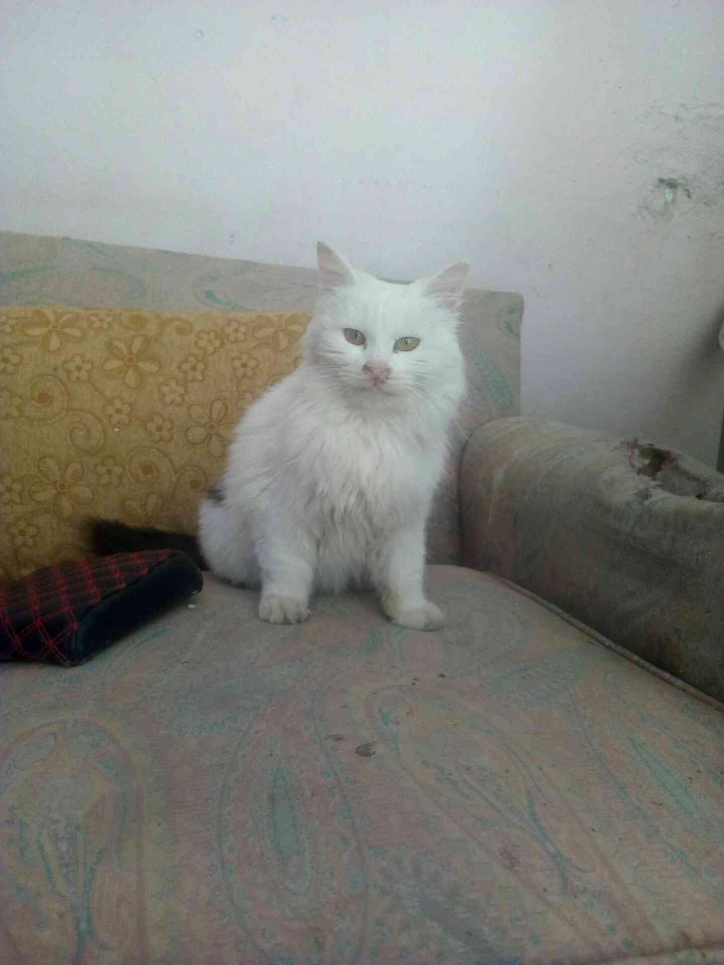 للبيع شرازي 30 دينار                                            


	 				لا تنسَ أنك شاهدت هذا الإعلان في عنكبوت            
	 				
                                بداعي السفر...