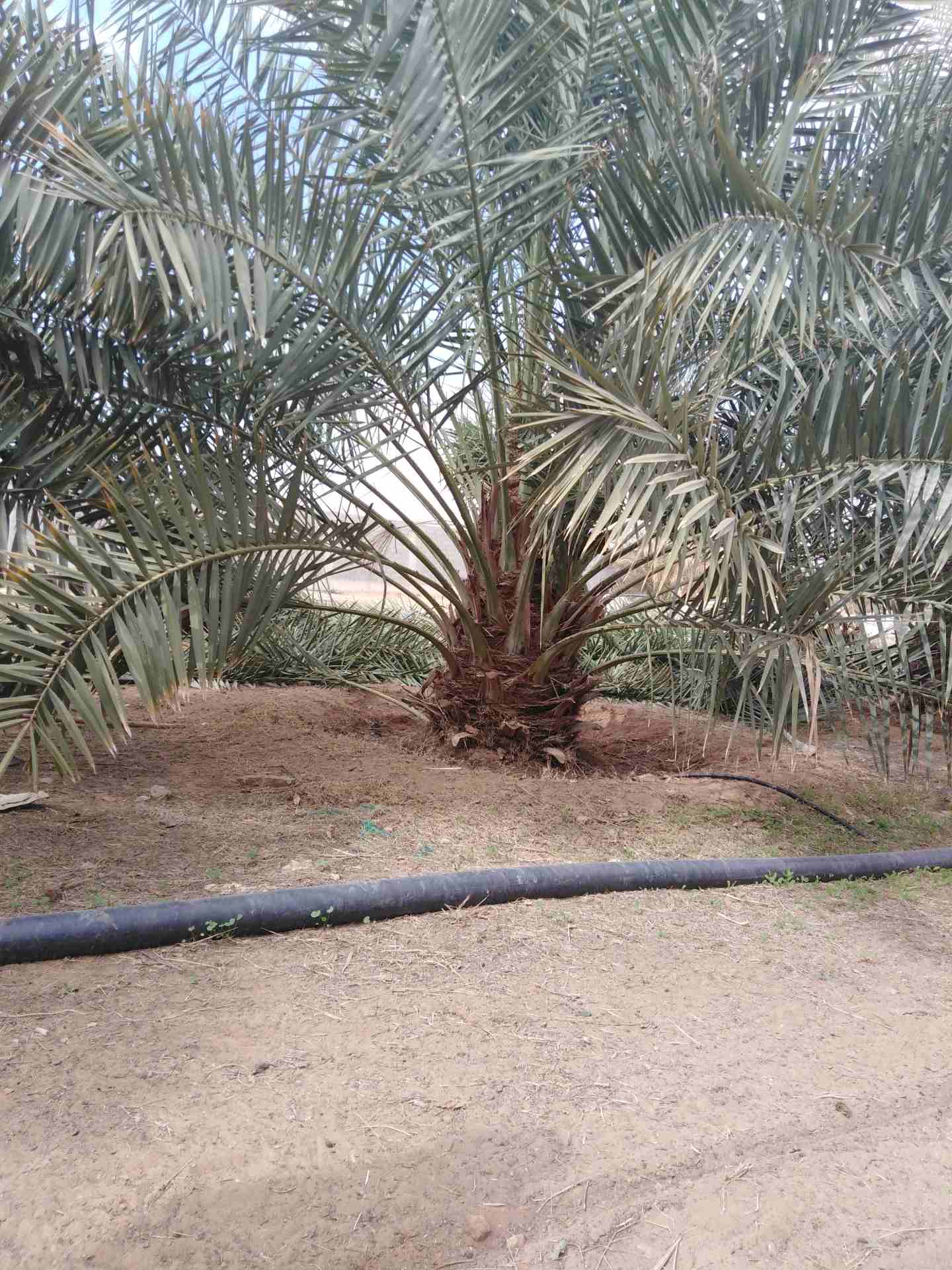 نخيل للبيع
لا تنسَ أنك شاهدت هذا الإعلان في عنكبوت
يوجد لدينا جميع انواع النخيل بجميع الانواع وال...