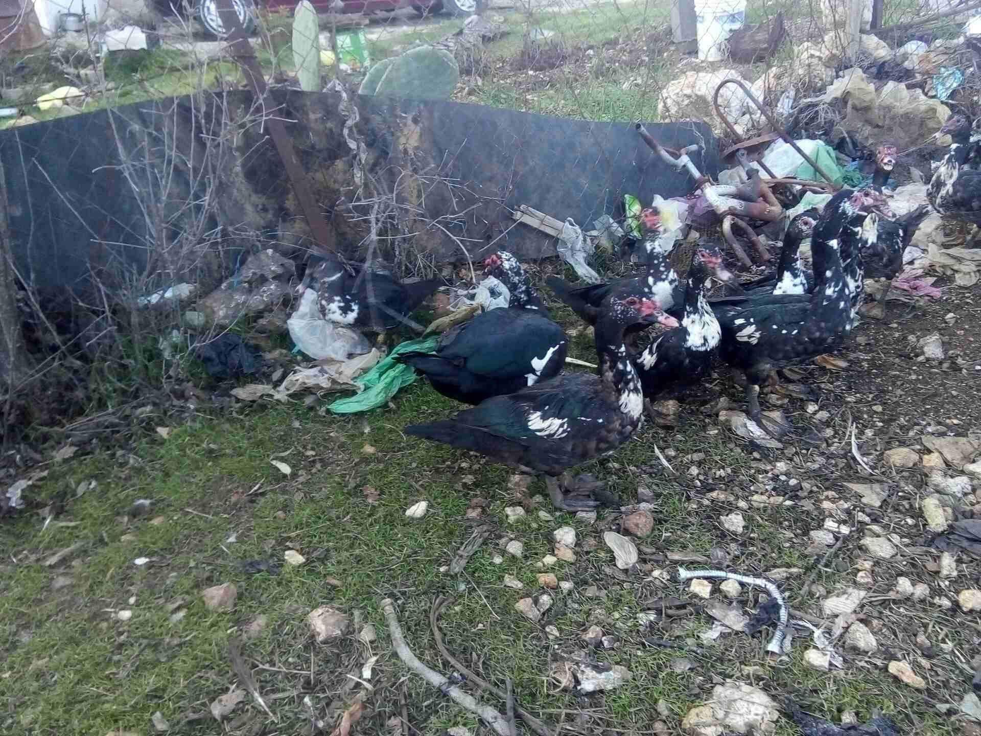 عدد عشرين بطه
لا تنسَ أنك شاهدت هذا الإعلان في عنكبوت
بط مصر للبيع سبع اديوك او اكثر و13بطه الرقم...